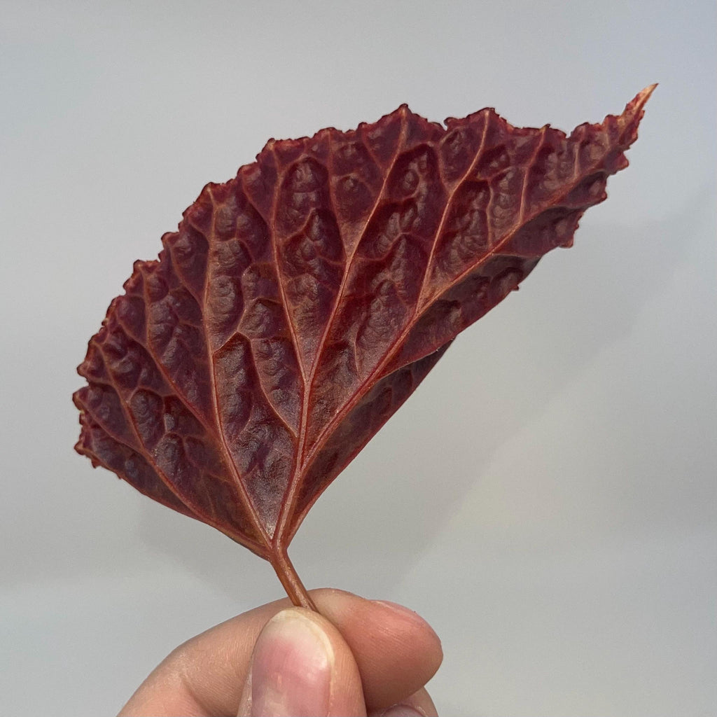 LEAF CUTTING Begonia Botanicaz 29 ‘Vesuvius’