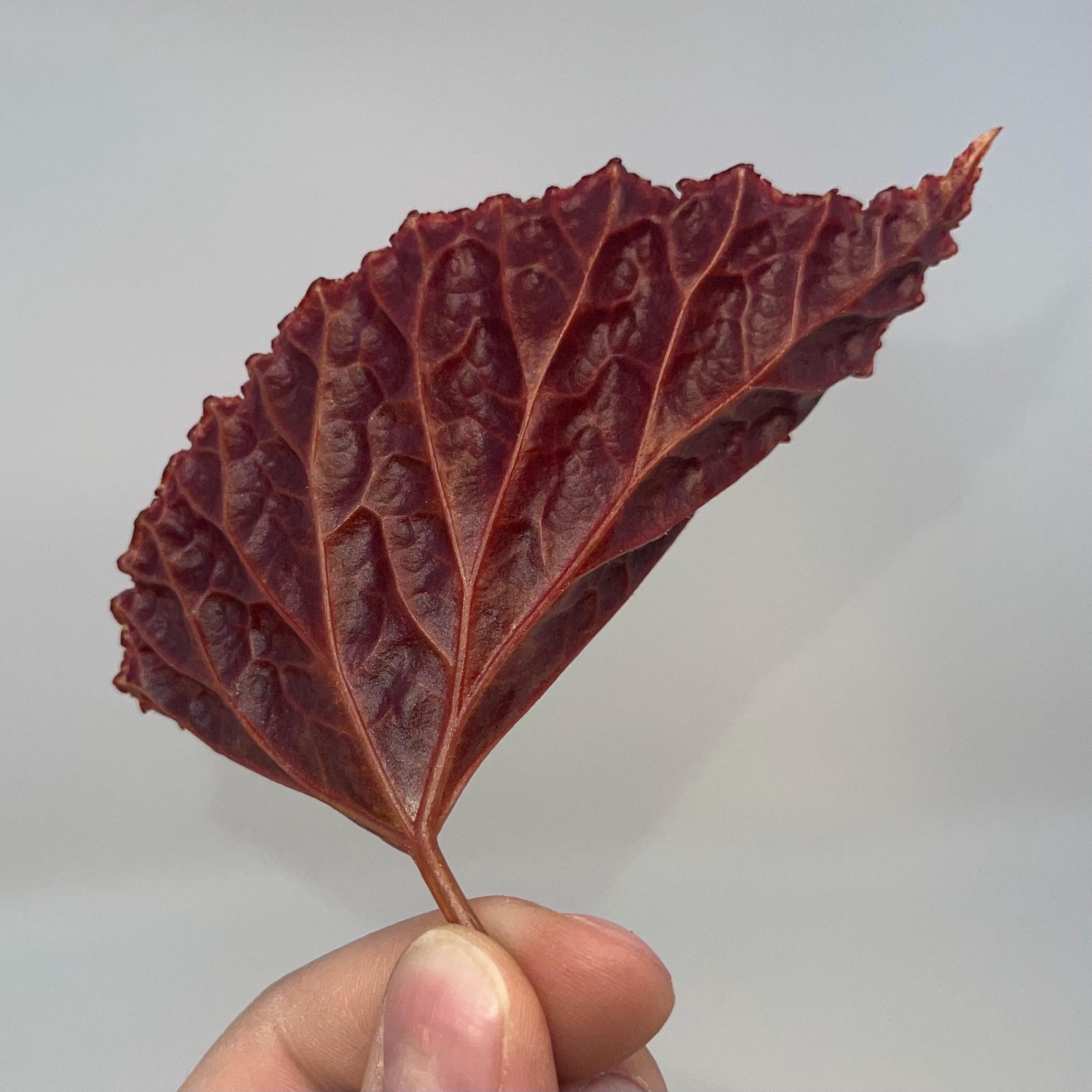 LEAF CUTTING Begonia Botanicaz 29 ‘Vesuvius’