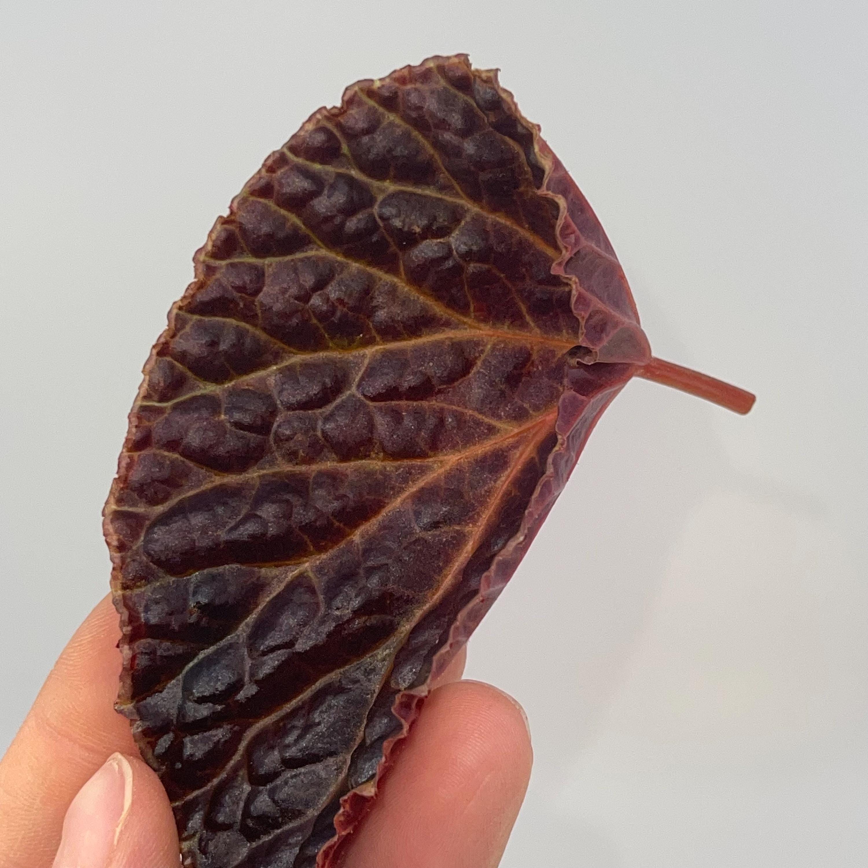 LEAF CUTTING Begonia Botanicaz 29 ‘Vesuvius’
