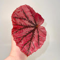 LEAF CUTTING Begonia Botanicaz 15 ‘Rose Gold’