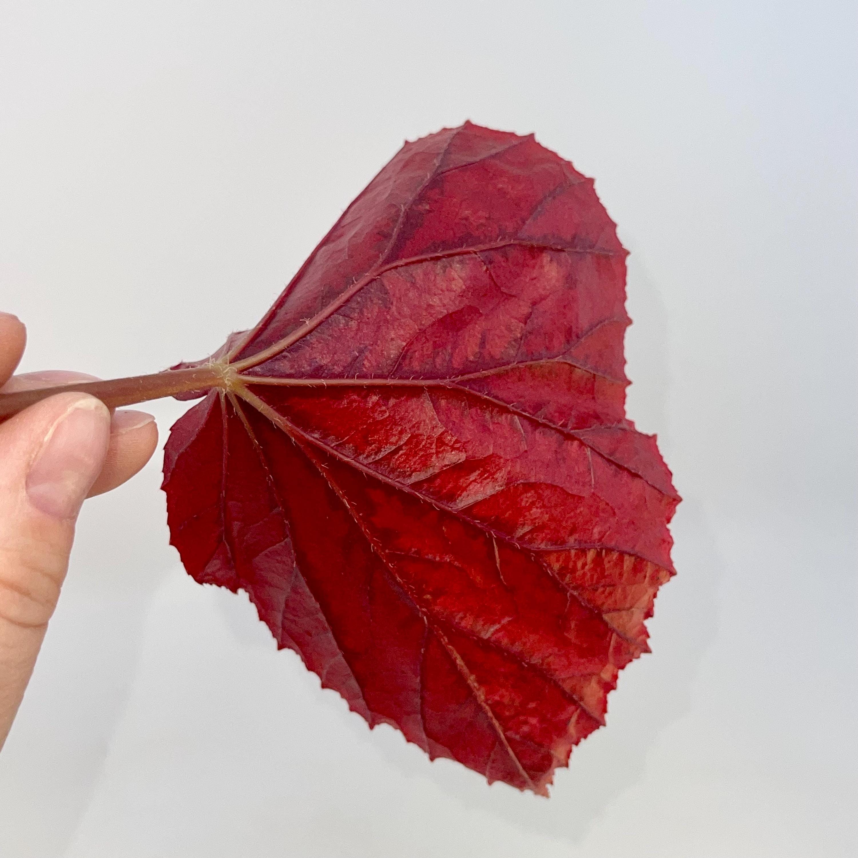 LEAF CUTTING Begonia Botanicaz 15 ‘Rose Gold’