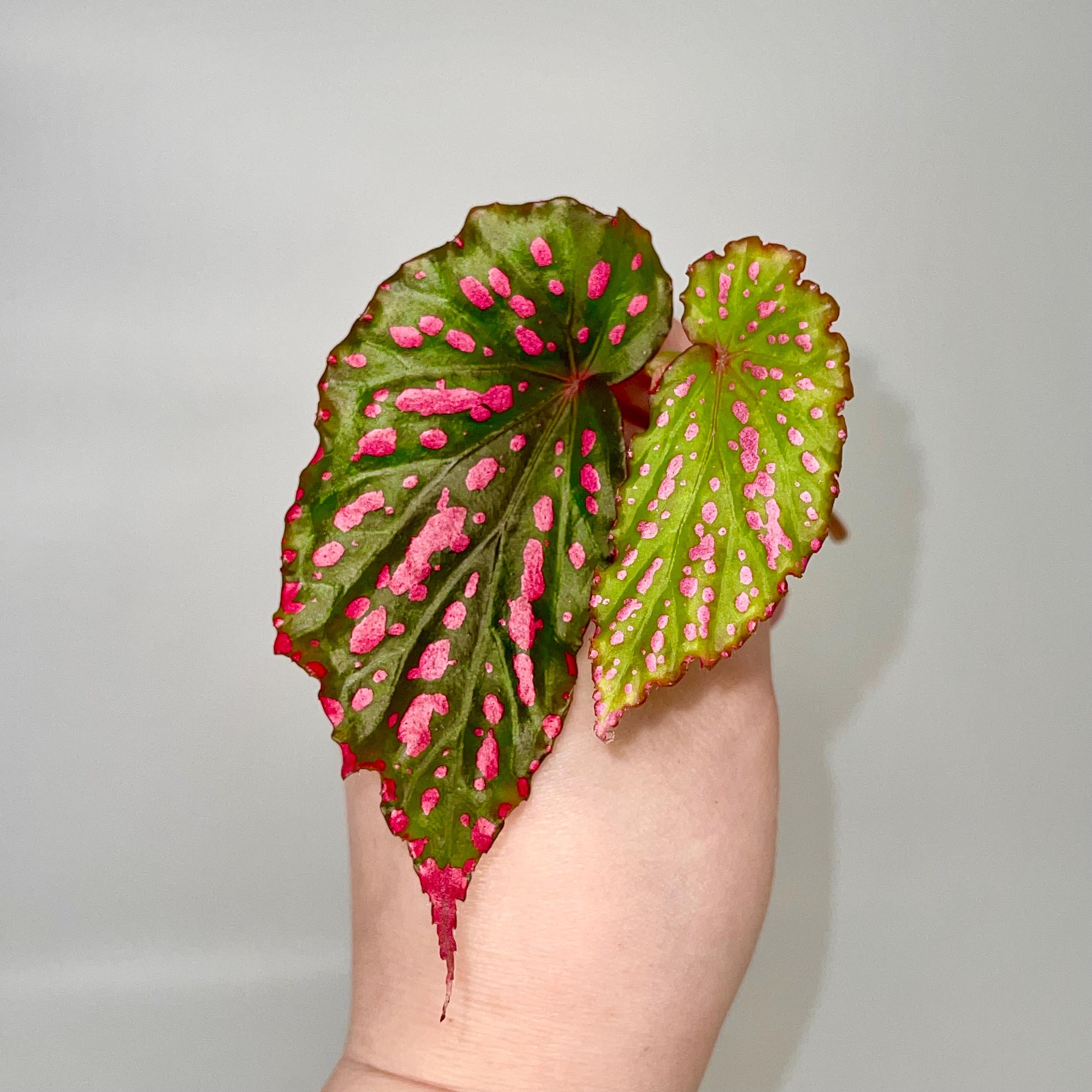 TOP CUT Begonia negrosensis