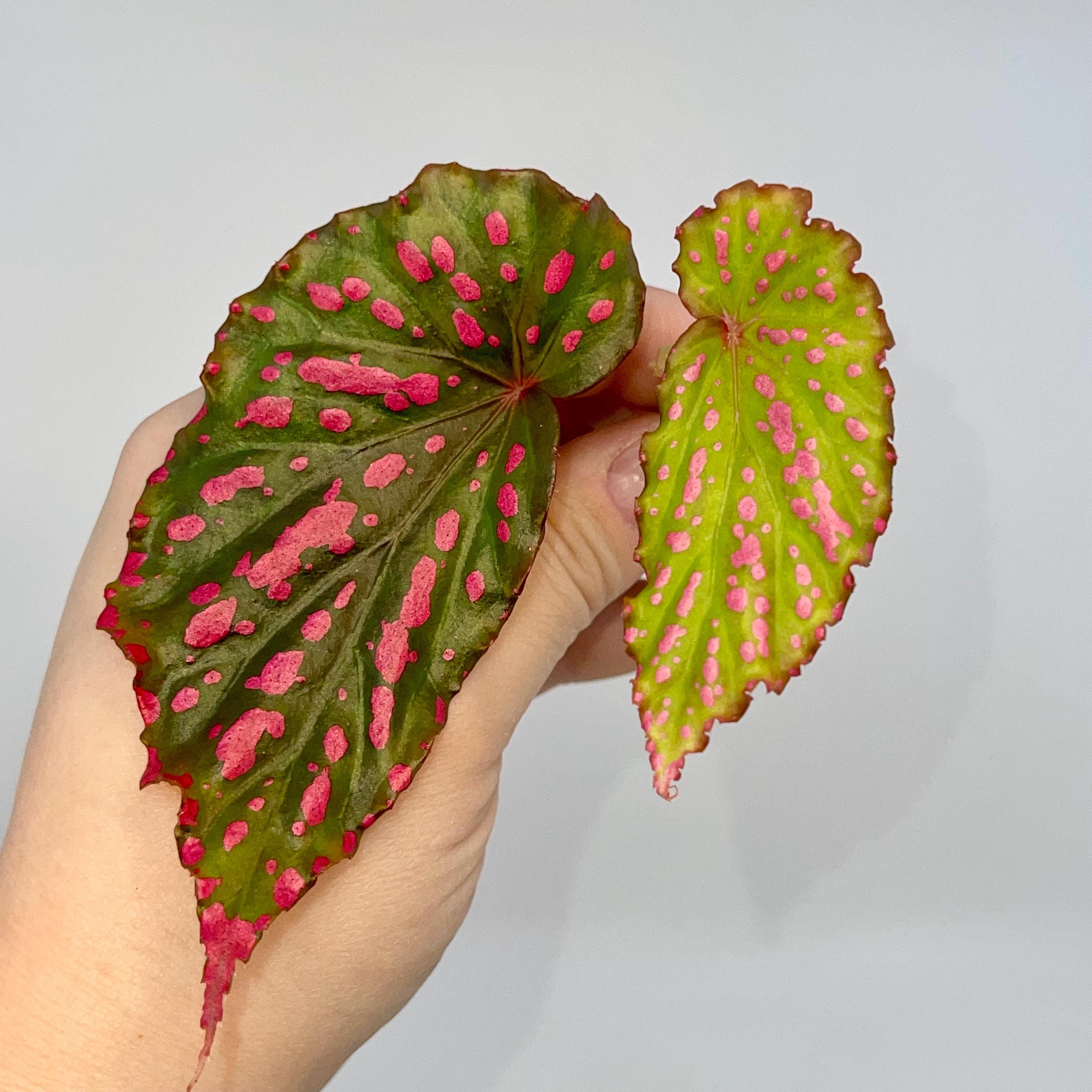 TOP CUT Begonia negrosensis