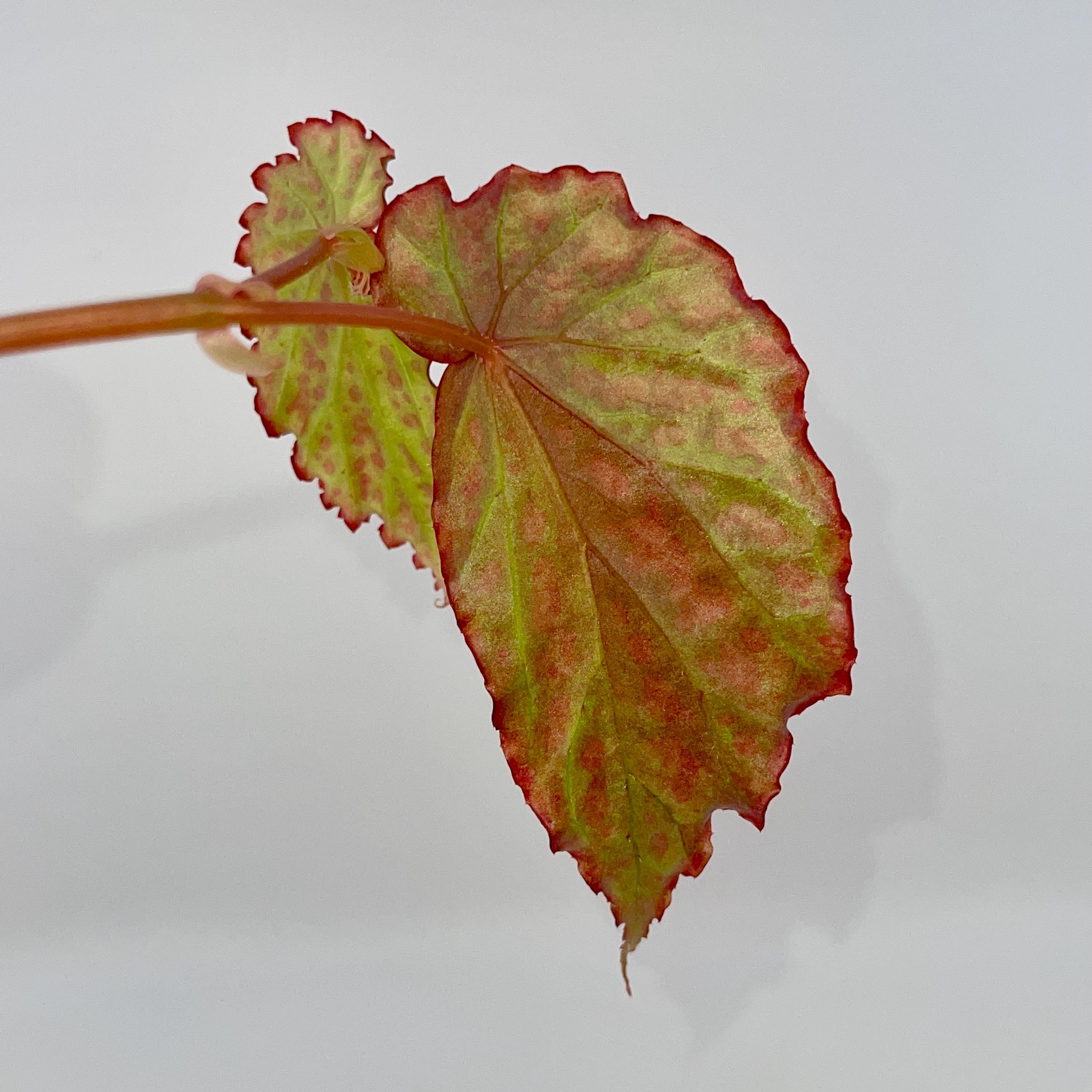 TOP CUT Begonia negrosensis