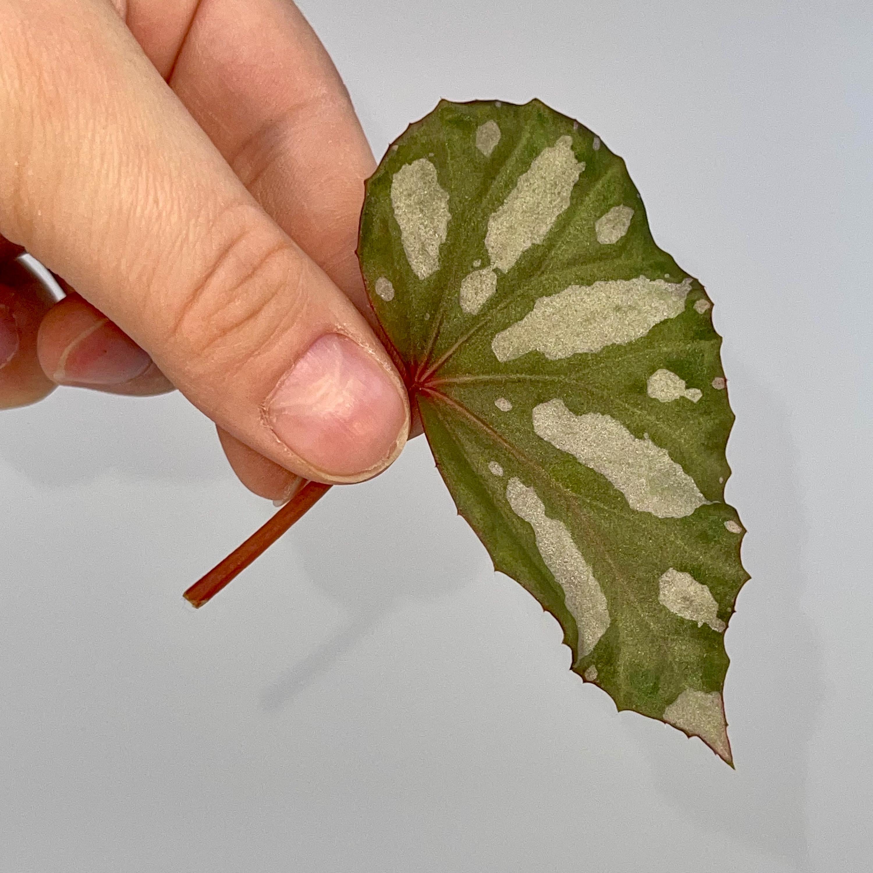 LEAF CUTTING Begonia sp. Lahad datu