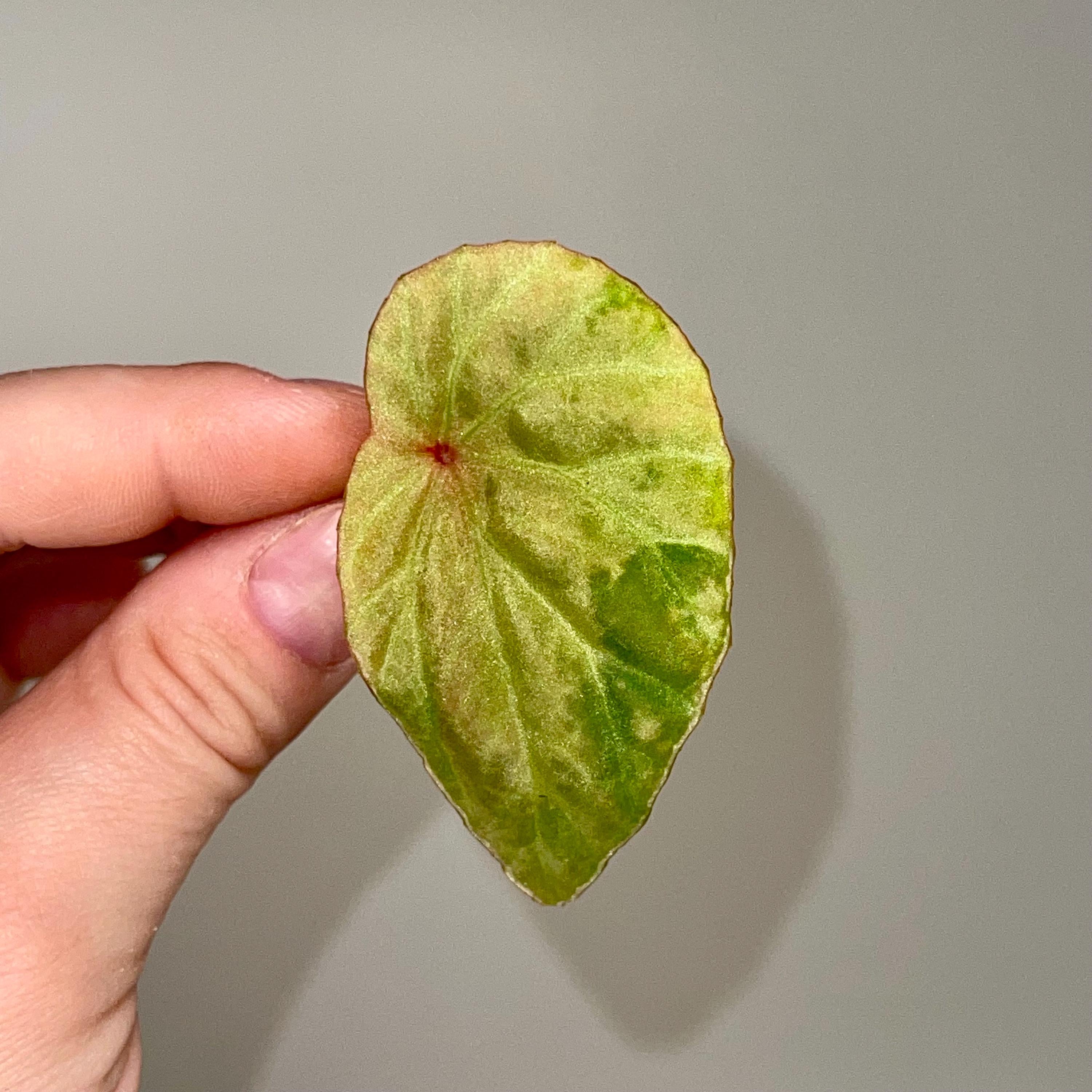 One FREE Per Item Purchased LEAF CUTTING Begonia Botanicaz 111 (Can acclimate to house conditions)