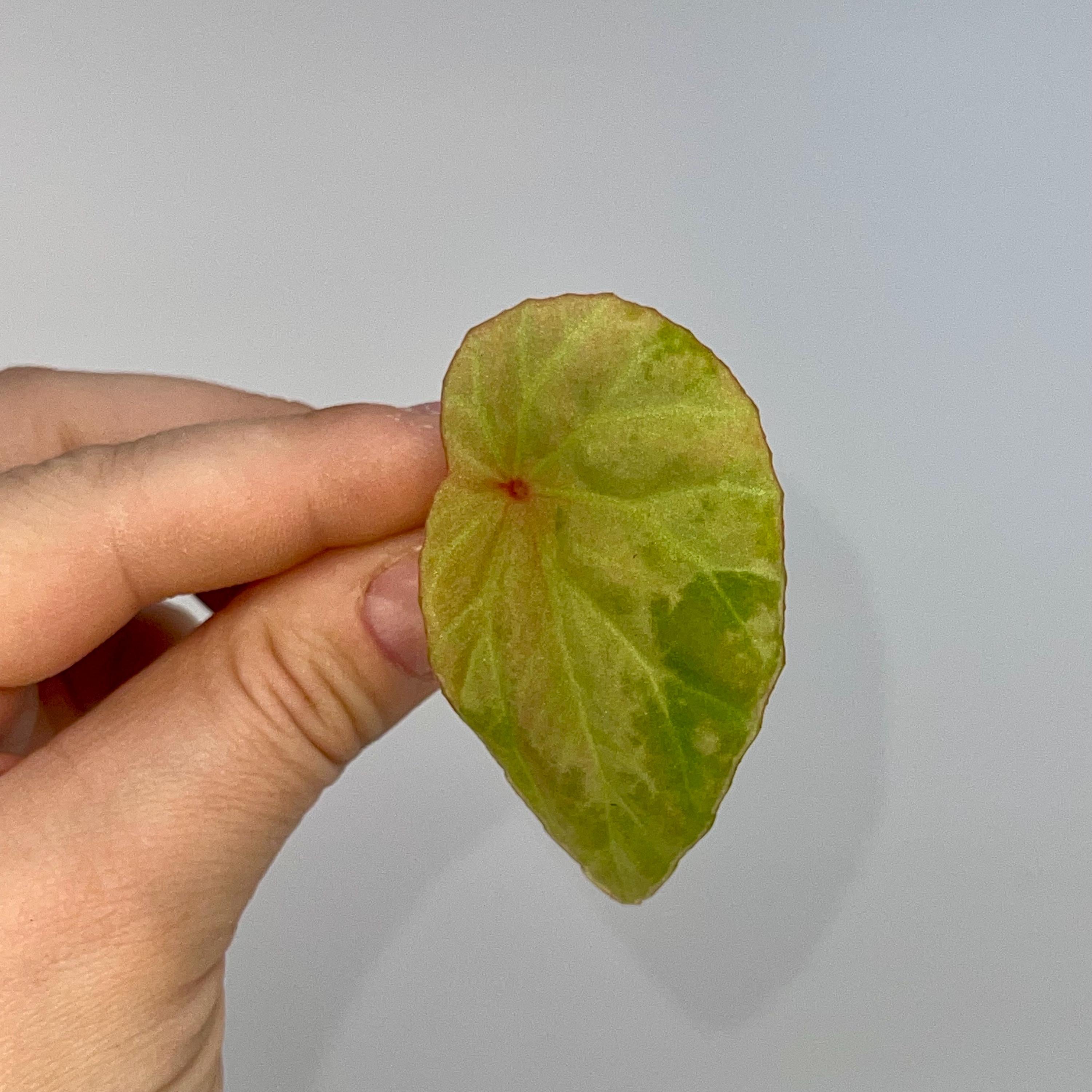 One FREE Per Item Purchased LEAF CUTTING Begonia Botanicaz 111 (Can acclimate to house conditions)