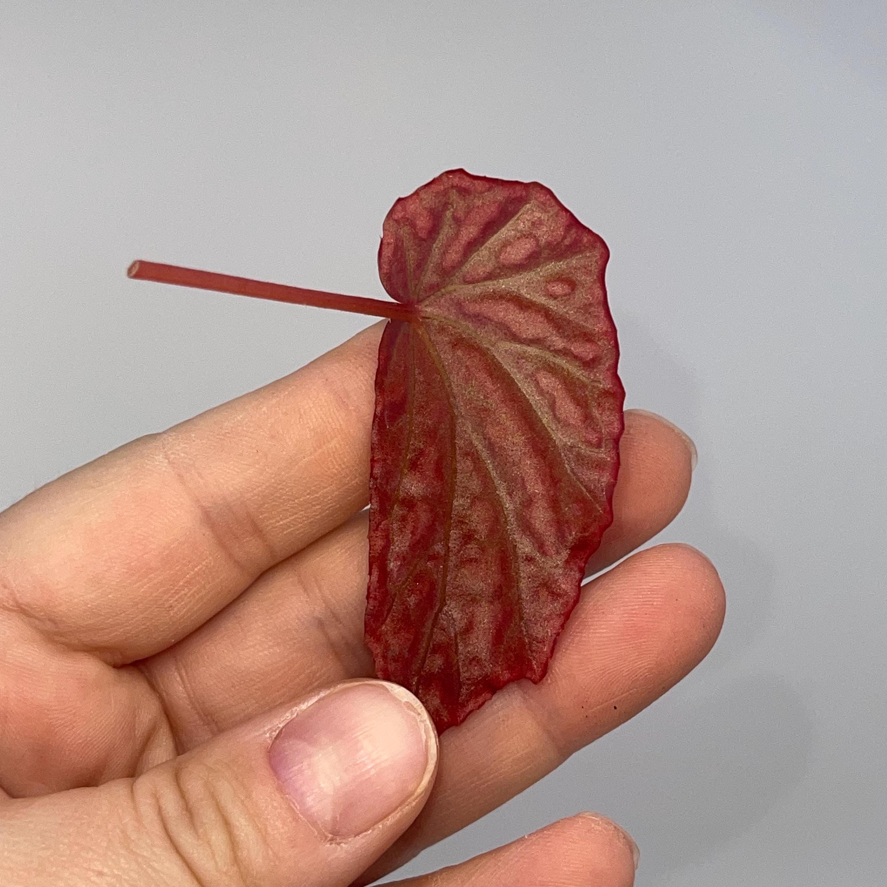 LEAF CUTTING Begonia sp. negrosensis