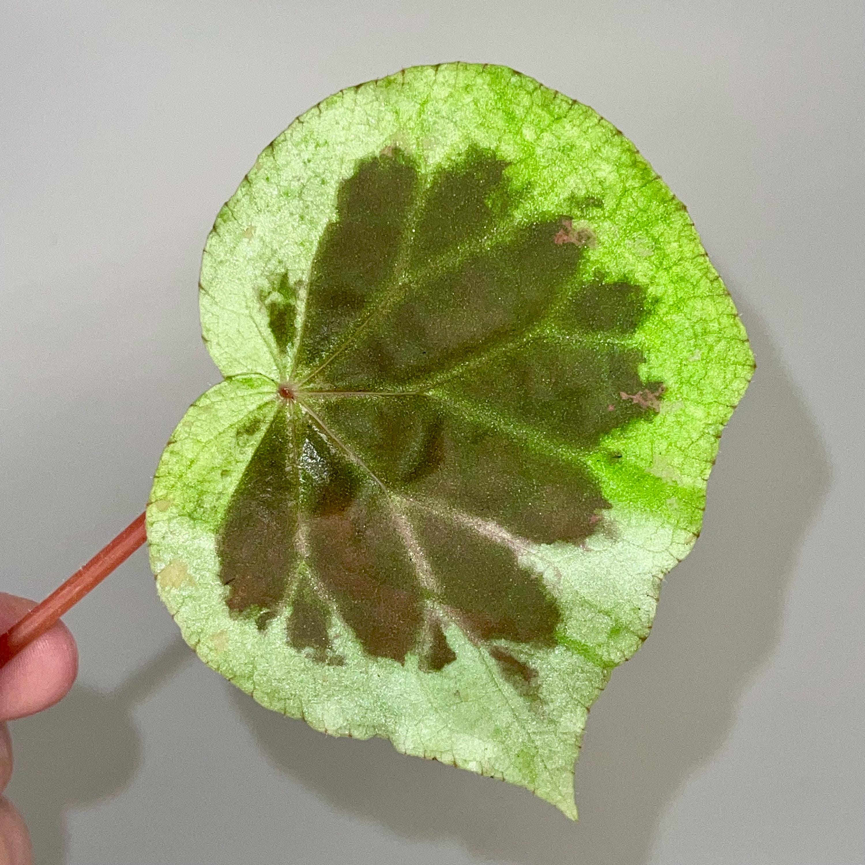 LEAF CUTTING Begonia sp. Dongoranensis (Frangrant booms)