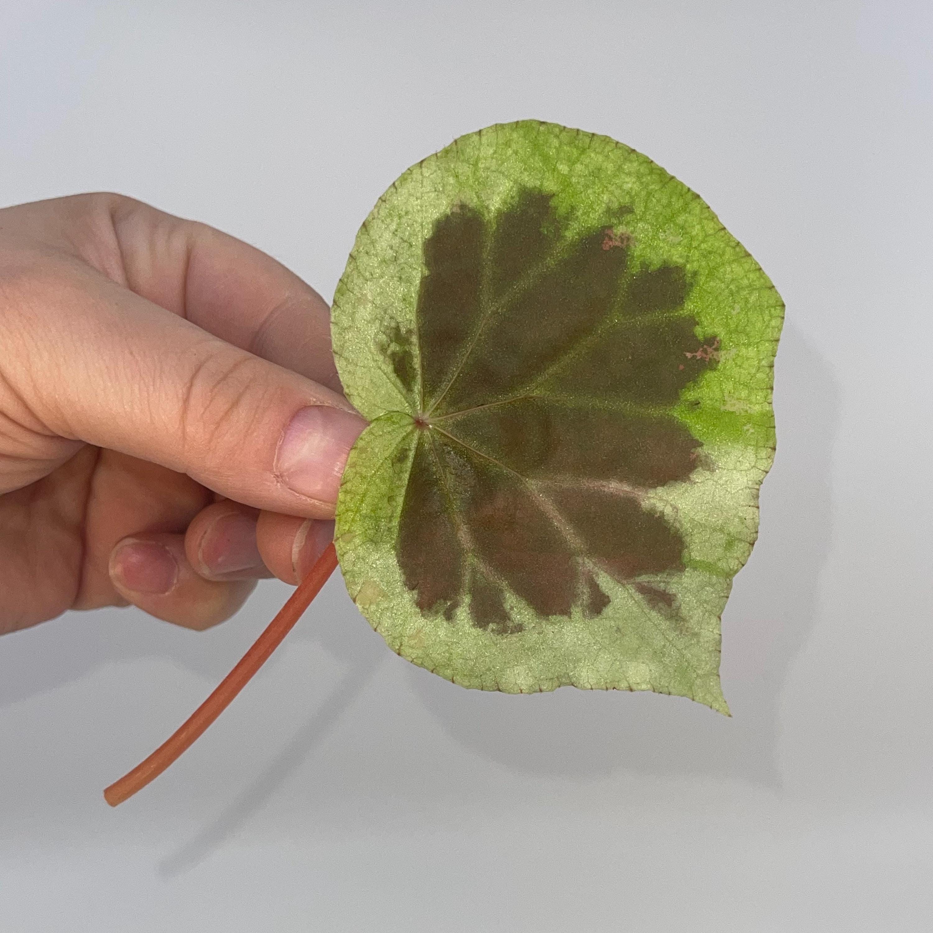 LEAF CUTTING Begonia sp. Dongoranensis (Frangrant booms)