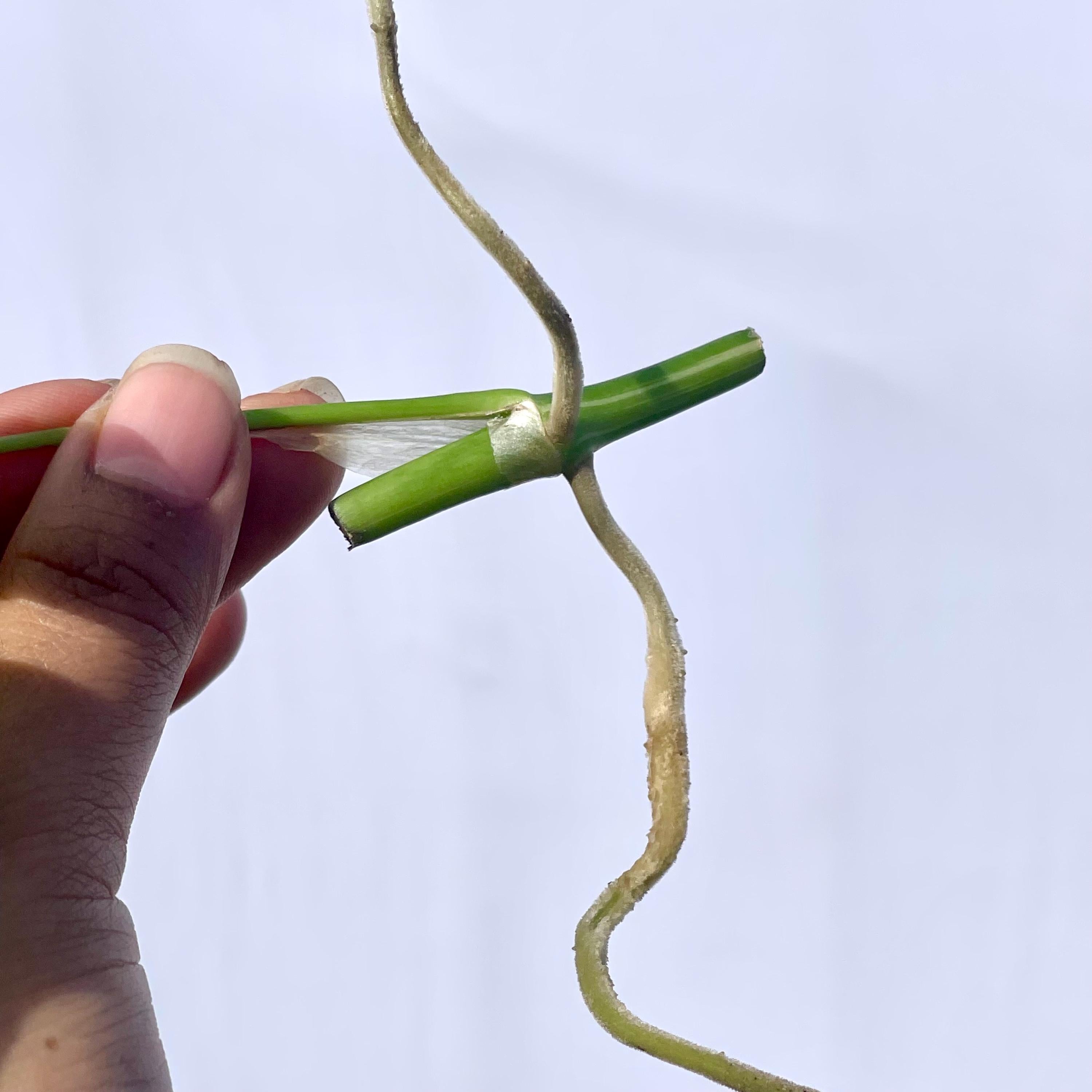 Low Variegated Rhaphidophora tetrasperma (One node cutting) (Can acclimate to house conditions)
