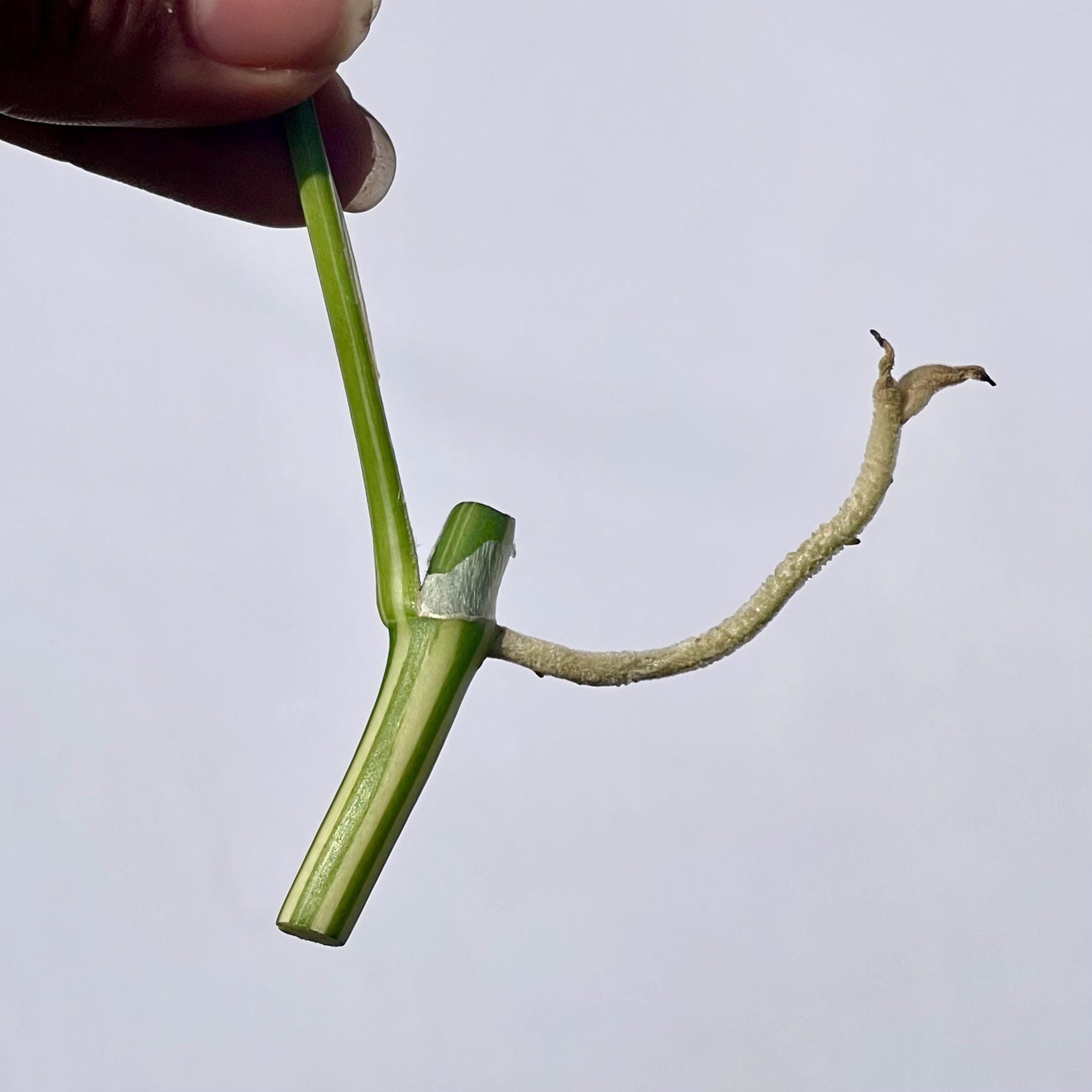 Variegated Rhaphidophora tetrasperma (non-exact one node cutting) (Can acclimate to house conditions)