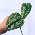 Reverted Variegated Scindapsus Mayari CUTTING (Can acclimate to house conditions)