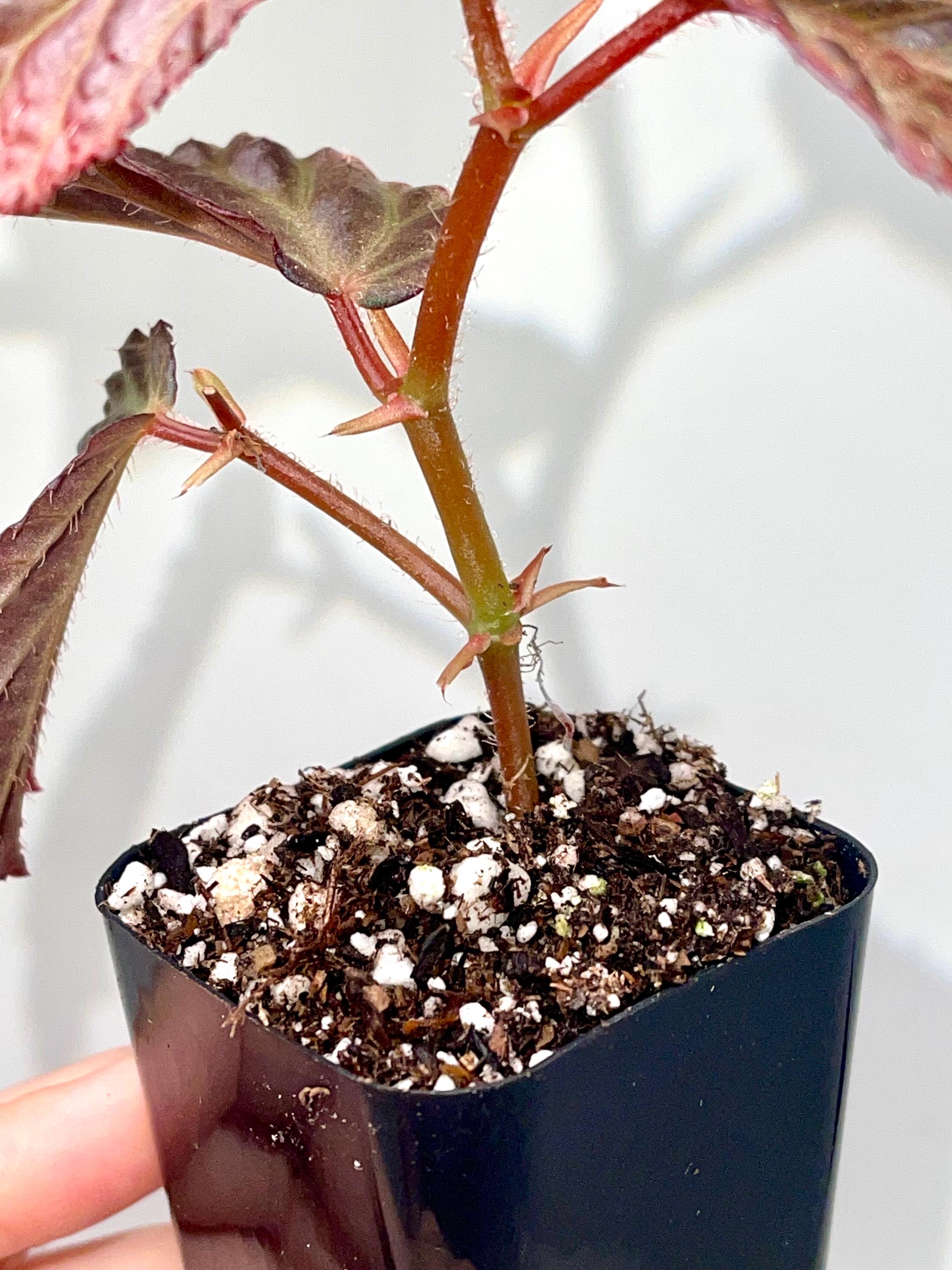 Begonia Botanicaz 87 V.1 (small)