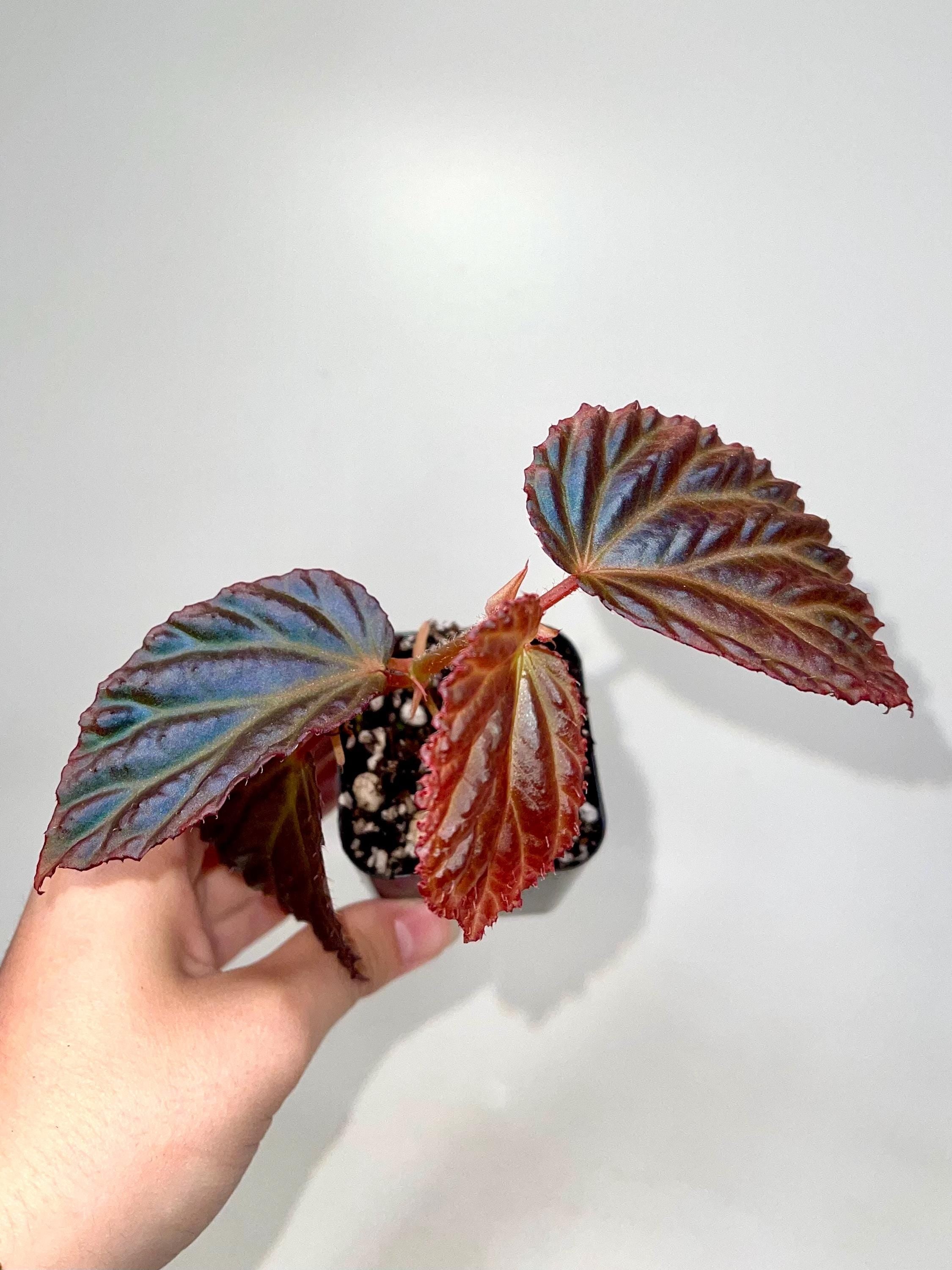 Begonia Botanicaz 87 V.1 (small)