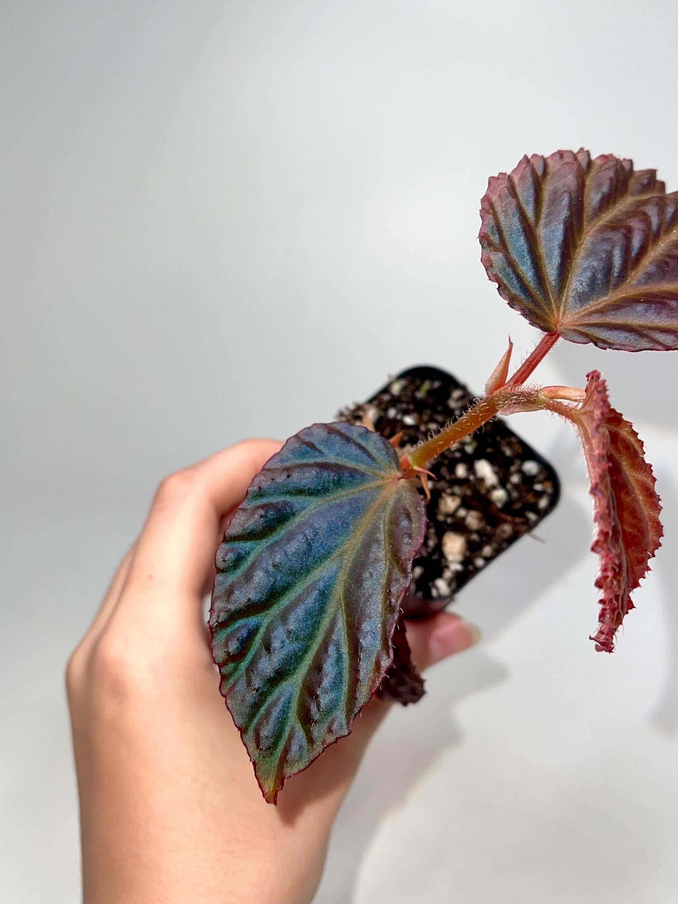 Begonia Botanicaz 87 V.1 (small)