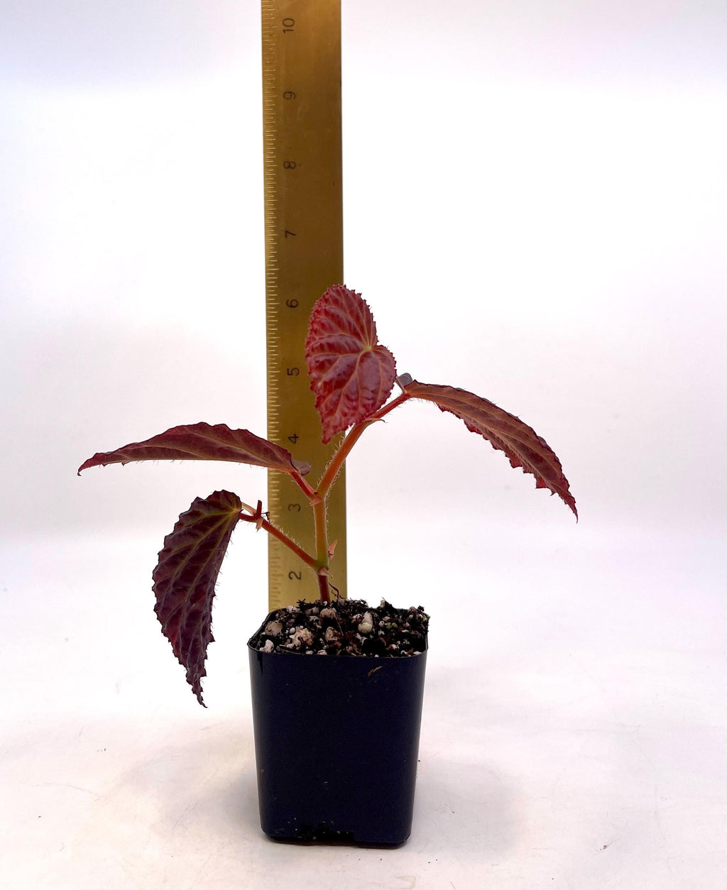 Begonia Botanicaz 87 V.1 (small)