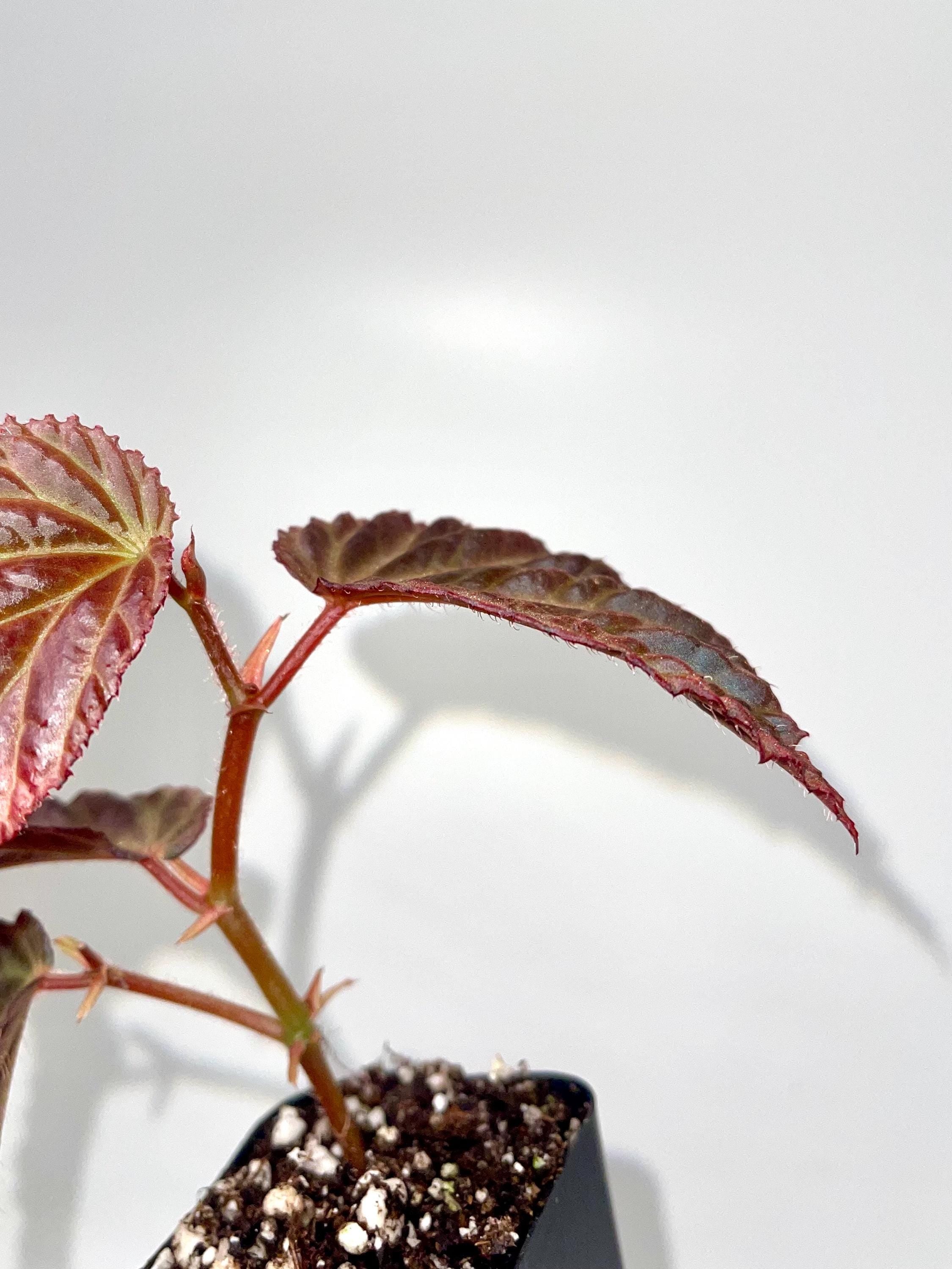 Begonia Botanicaz 87 V.1 (small)