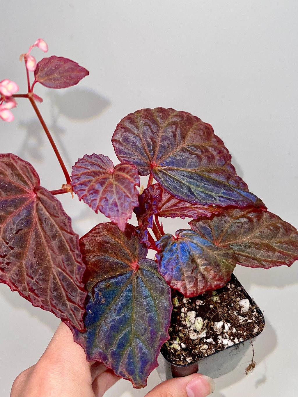 READY SOON Begonia Botanicaz 115 V.5