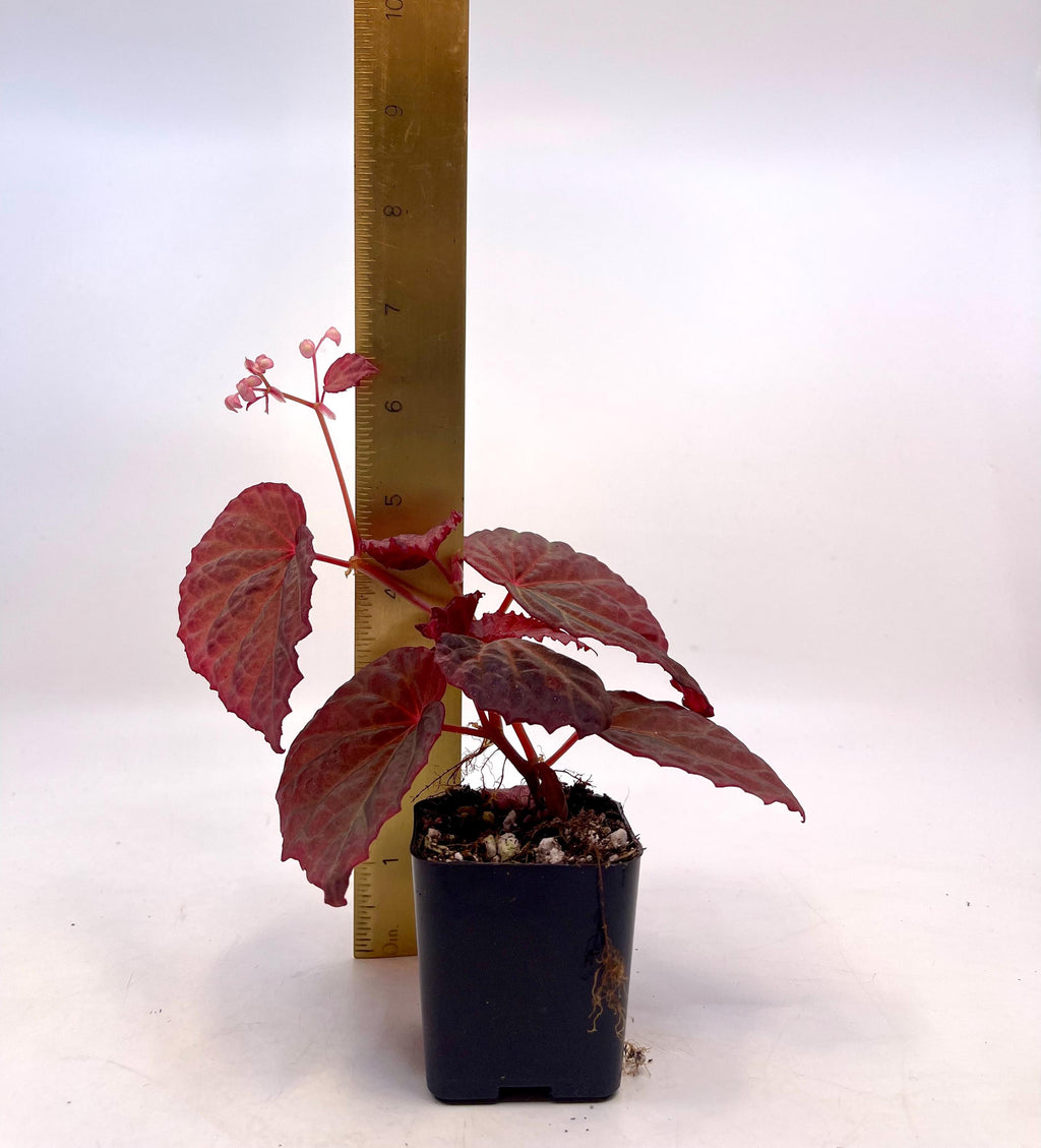 Begonia Botanicaz 115 V.5