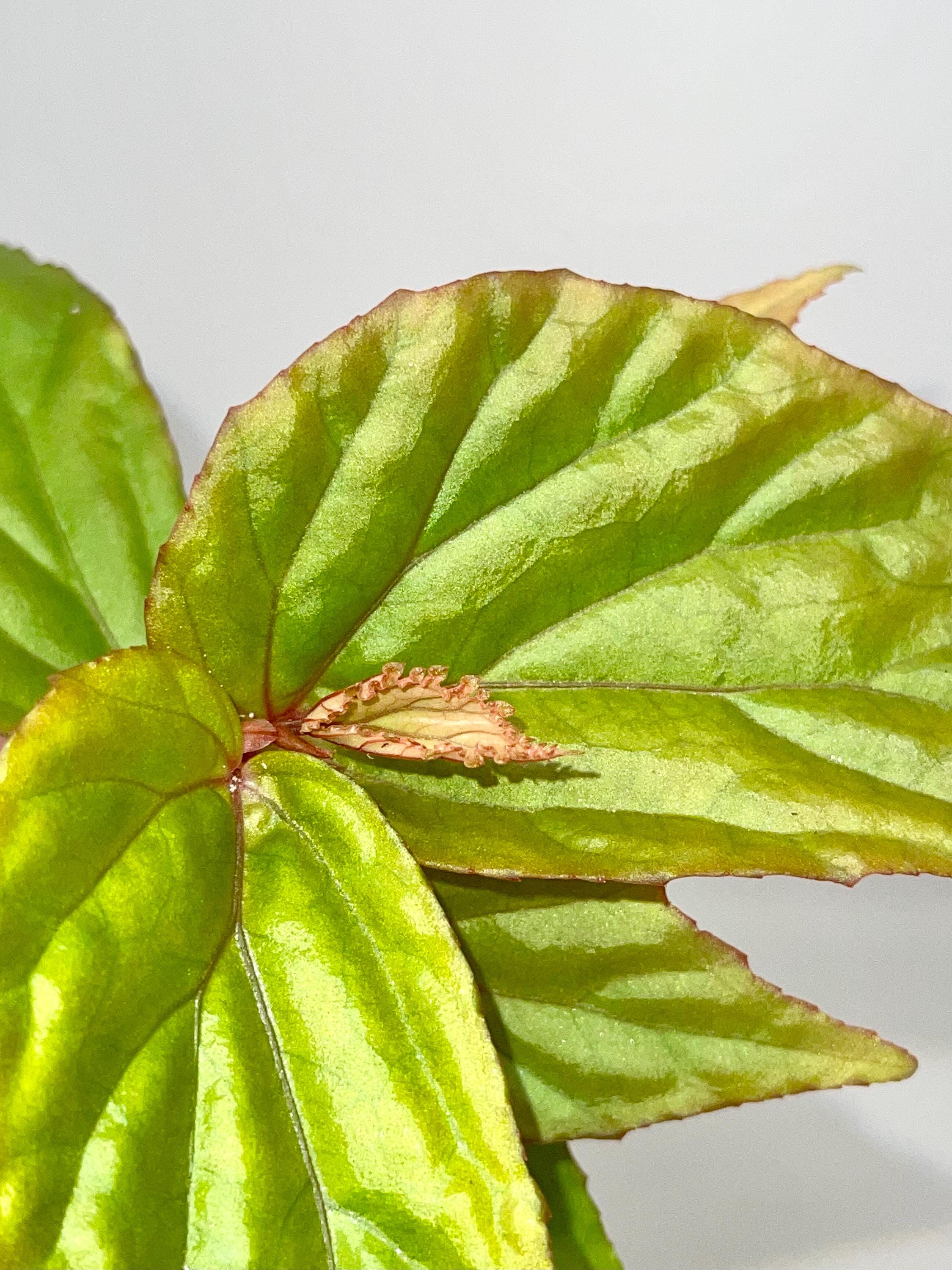 Begonia Botanicaz 74 V.2