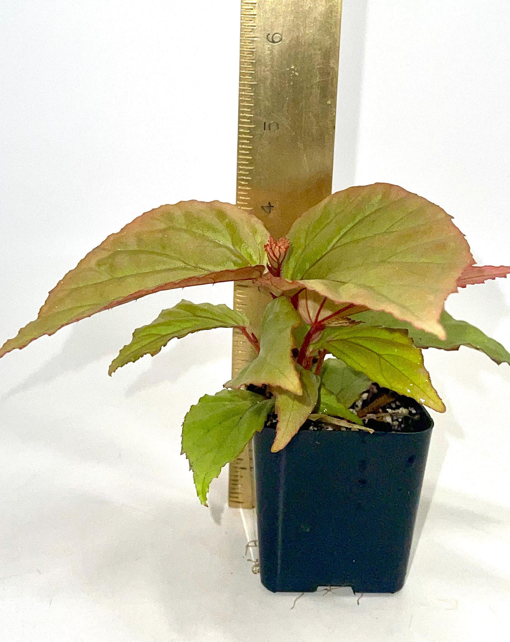 Begonia Botanicaz 74 V.2