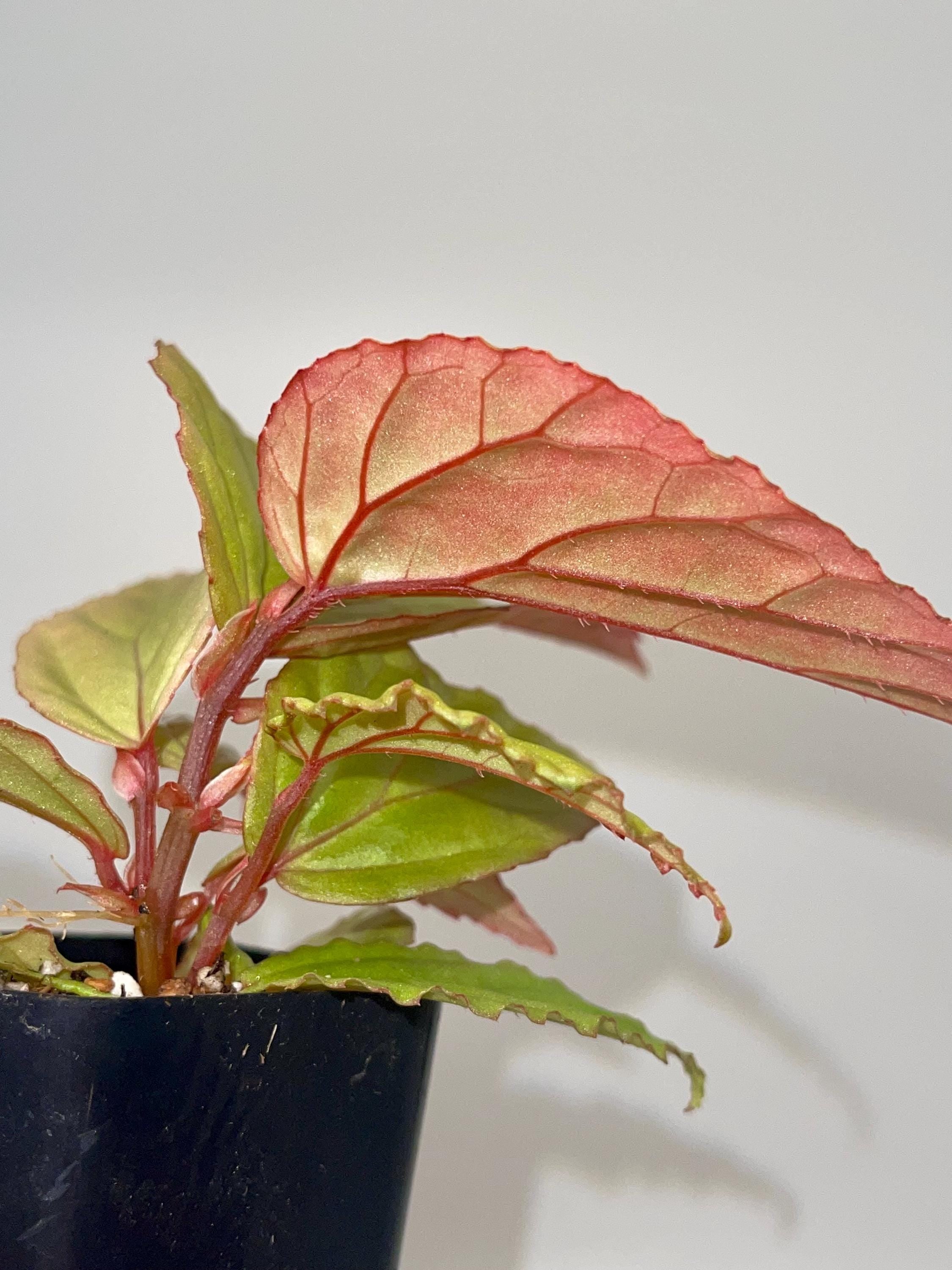 Begonia Botanicaz 74 V.2