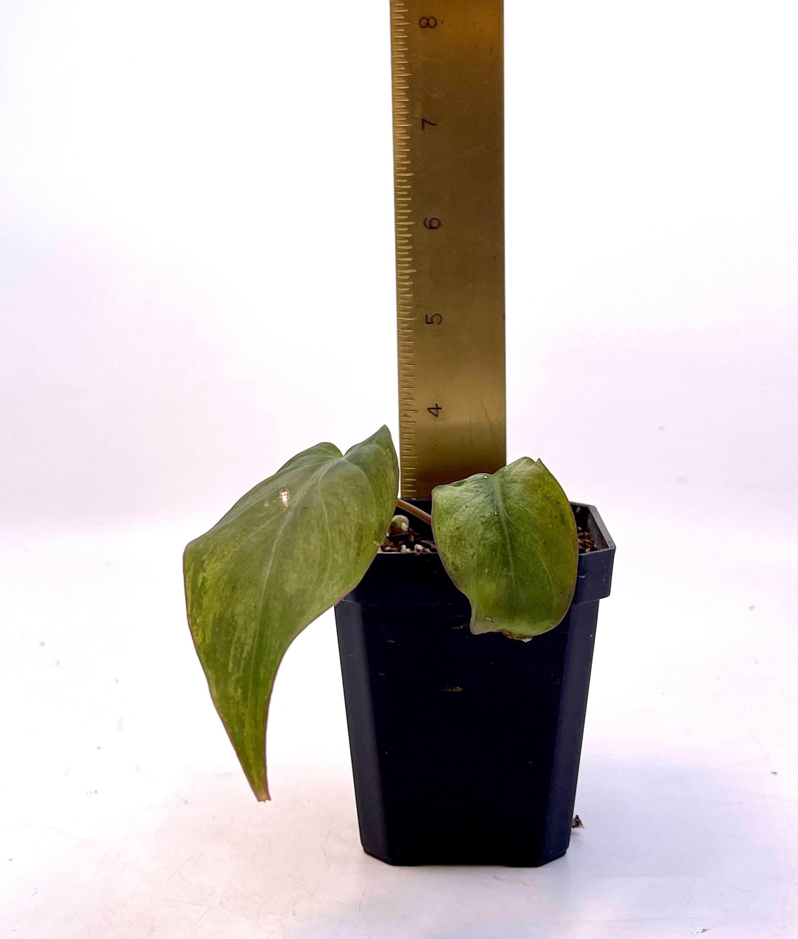 One FREE Per Item Purchased Possibly Reverting Variegated Philodendron micans ‘mint’ (non-exact) (Can acclimate to house conditions)