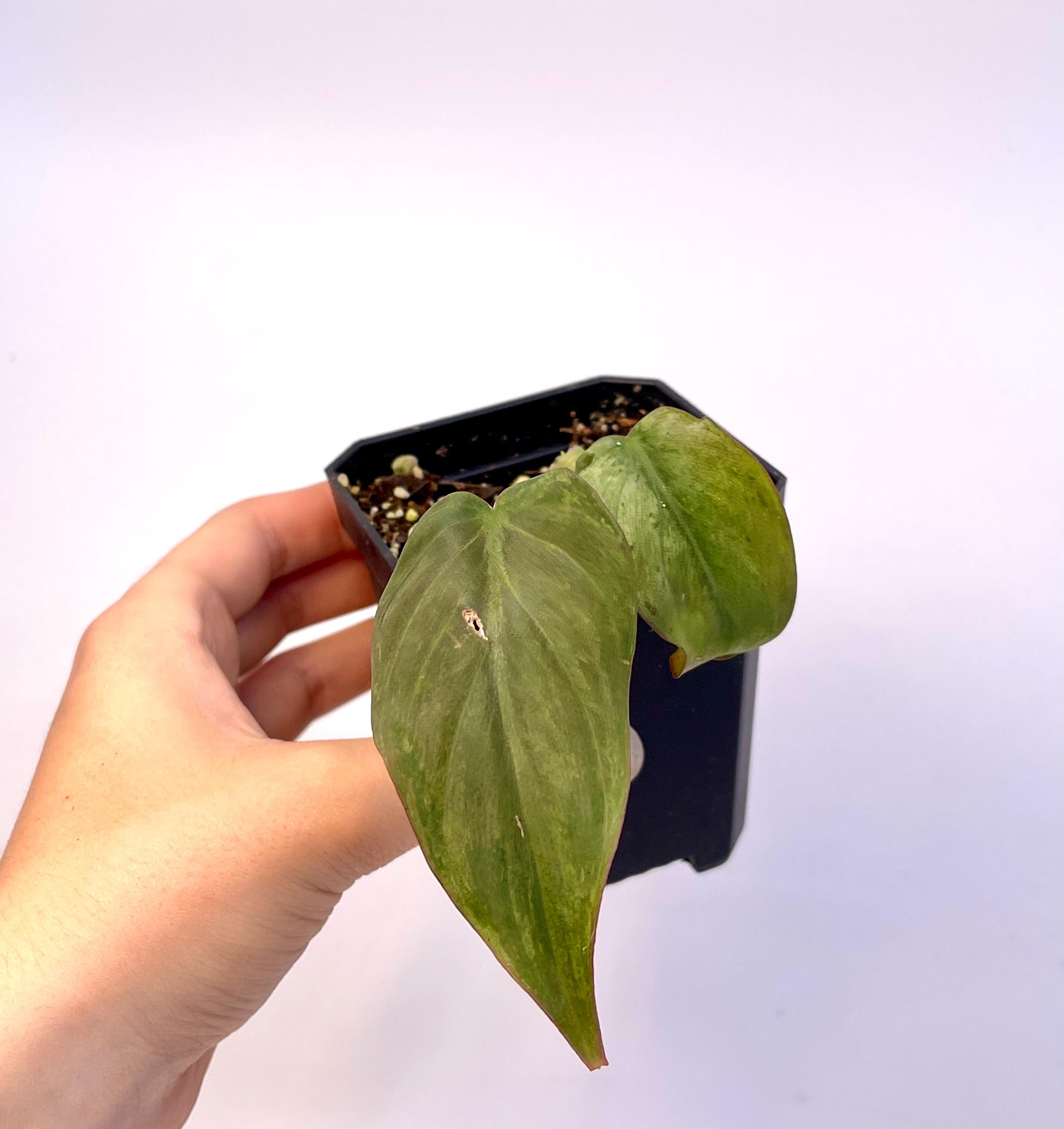 One FREE Per Item Purchased Possibly Reverting Variegated Philodendron micans ‘mint’ (non-exact) (Can acclimate to house conditions)