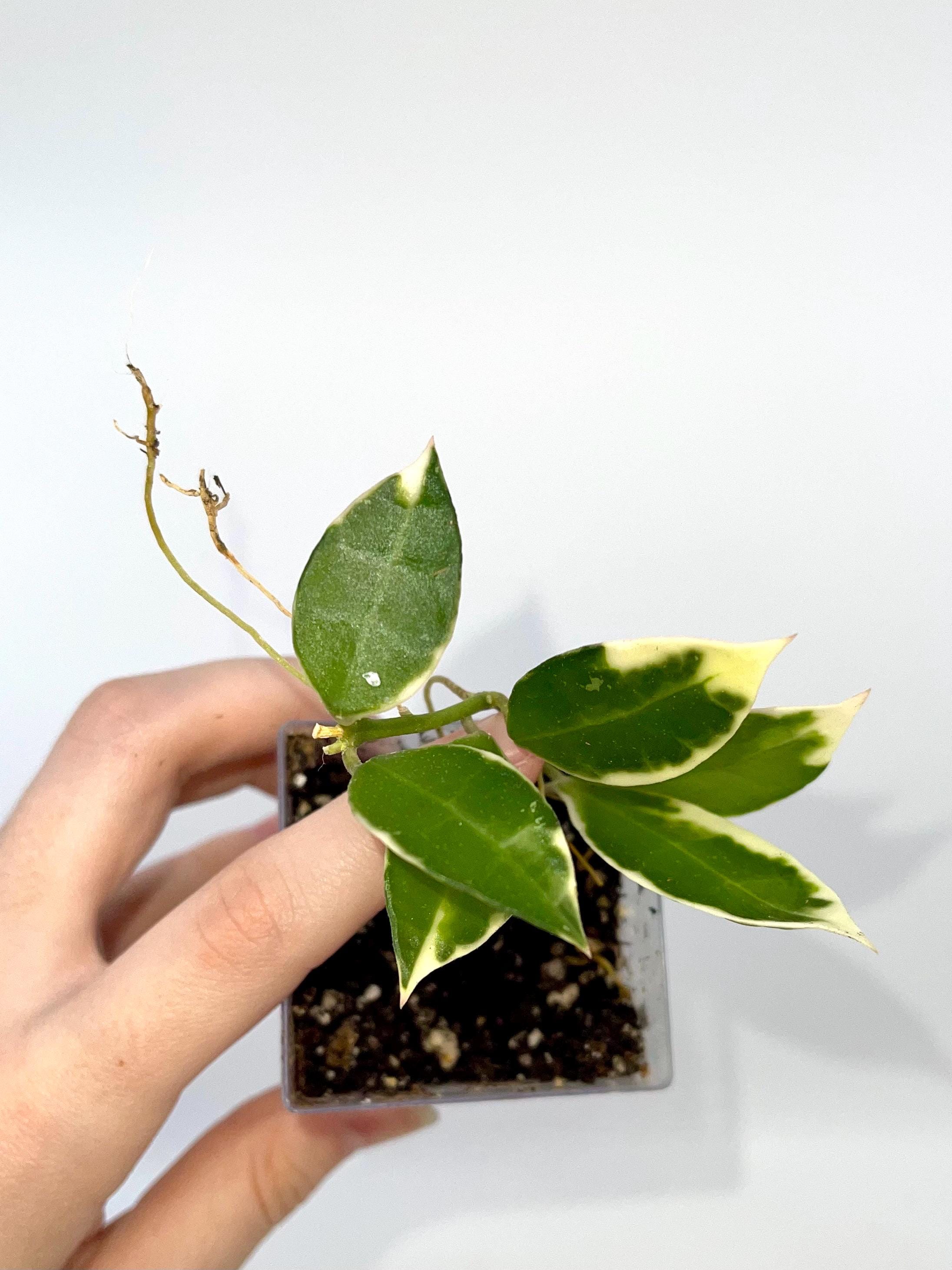 Hoya lacunosa ‘Asami’ (Can acclimate to house conditions) (small)