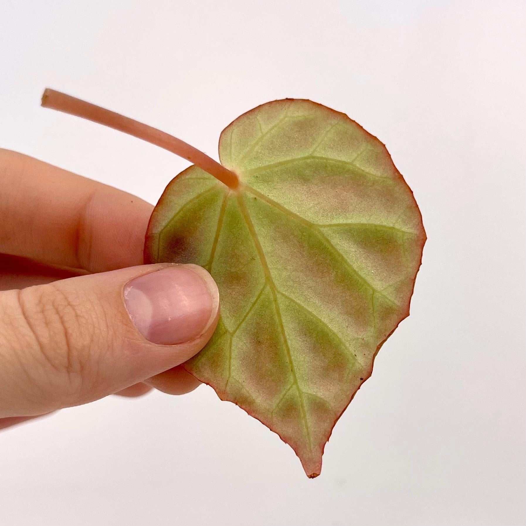 One FREE Per Item Purchased LEAF CUTTING Begonia Botanicaz 85 'Olo'