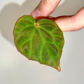One FREE Per Item Purchased LEAF CUTTING Begonia Botanicaz 85 'Olo'