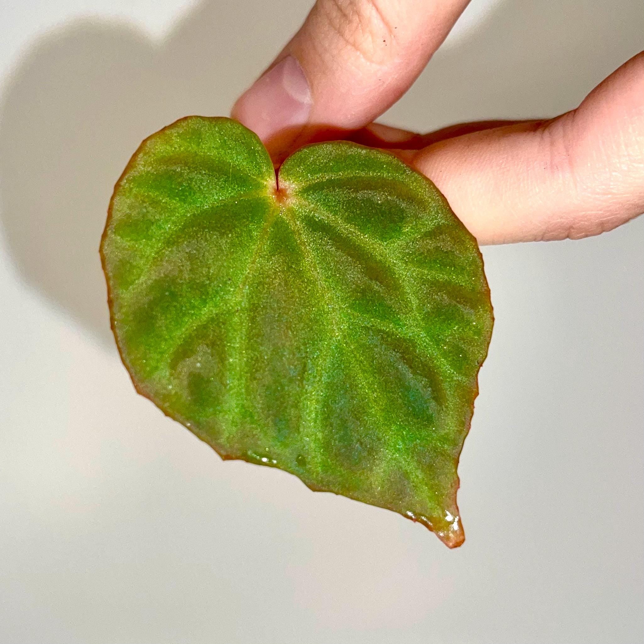 One FREE Per Item Purchased LEAF CUTTING Begonia Botanicaz 85 'Olo'