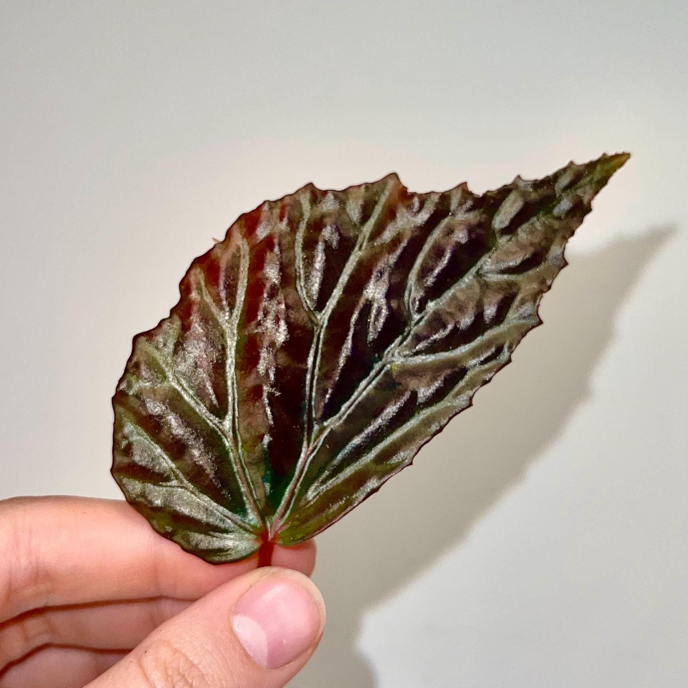 LEAF CUTTING Begonia Botanicaz 75 (Can acclimate to house conditions)