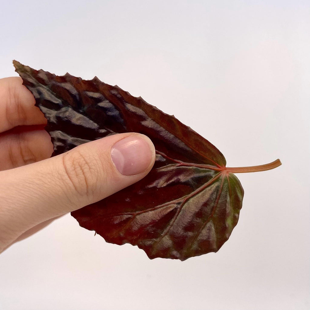LEAF CUTTING Begonia Botanicaz 75 (Can acclimate to house conditions)