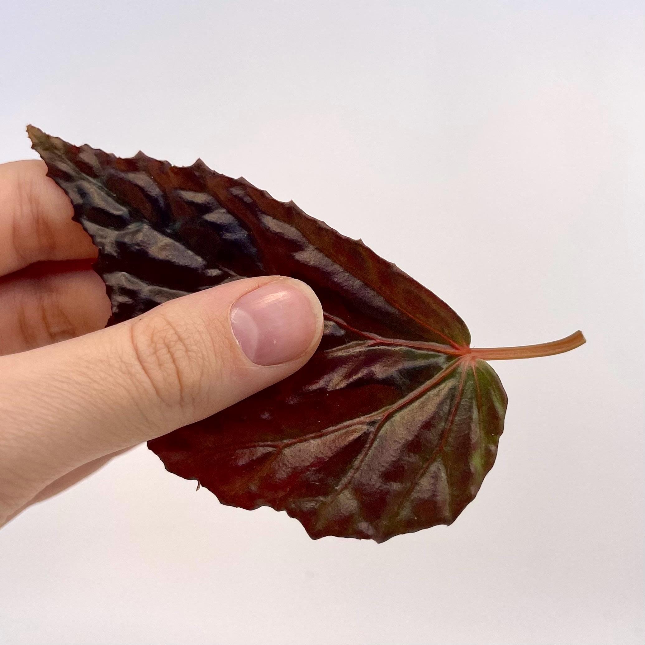 LEAF CUTTING Begonia Botanicaz 75 (Can acclimate to house conditions)