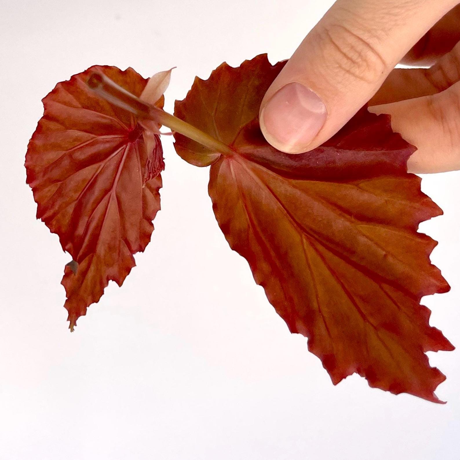 TOP CUTTING Begonia Botanicaz 151 (Can acclimate to house conditions)