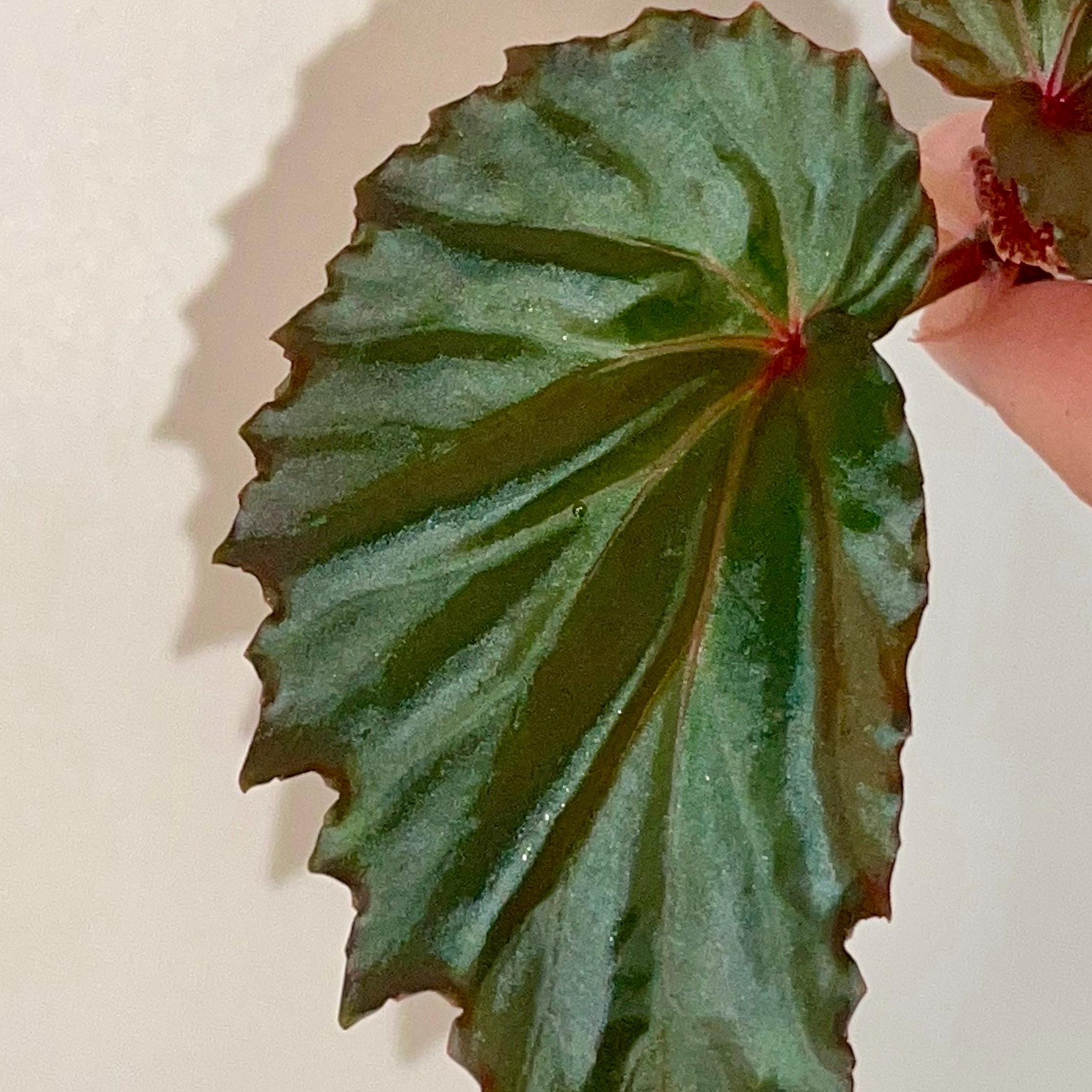 TOP CUTTING Begonia Botanicaz 151 (Can acclimate to house conditions)