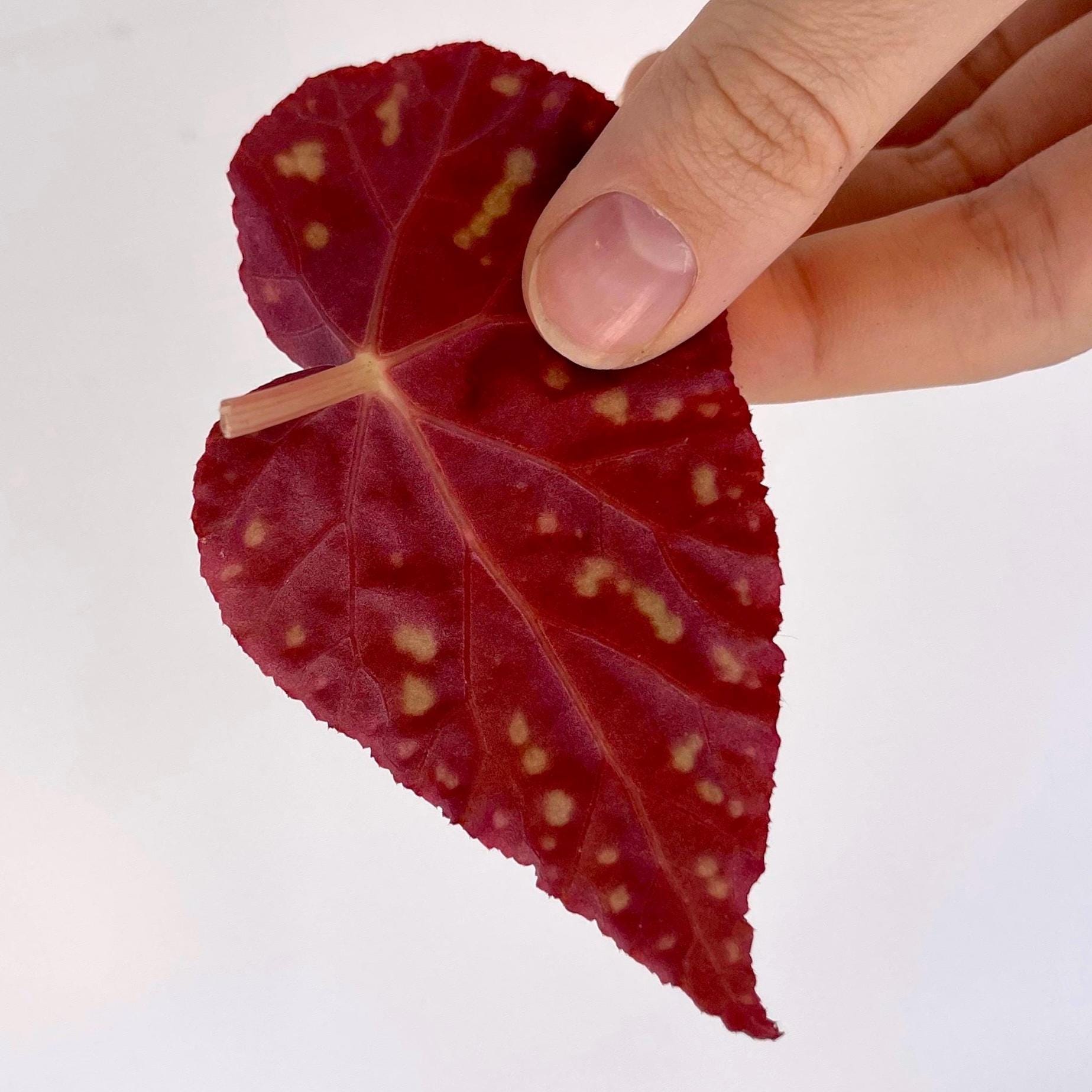 LEAF CUTTING Begonia Botanicaz 175 (Can acclimate to house conditions)