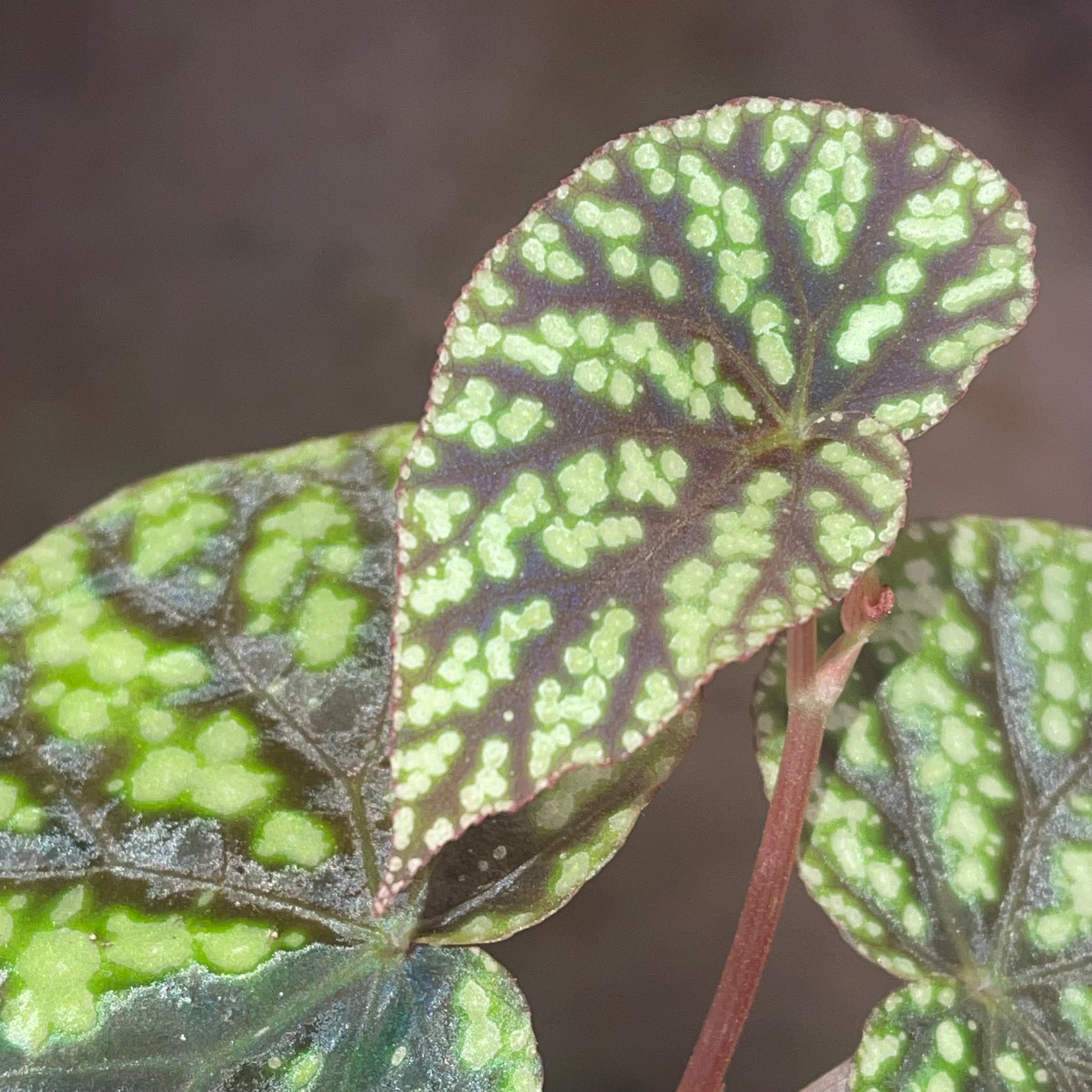 Begonia Botanicaz 96 V.8 (Can acclimate to house conditions)