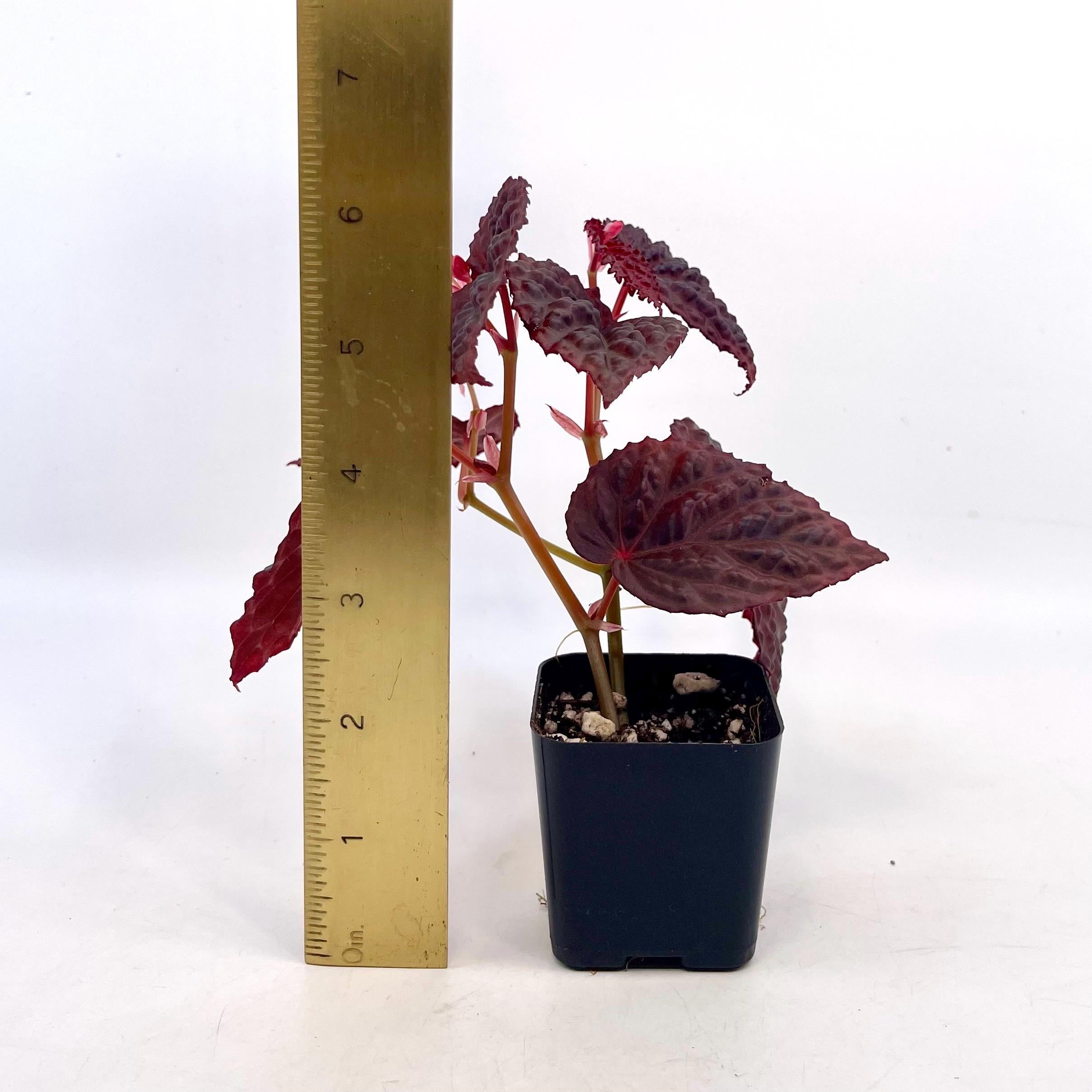 Begonia Botanicaz 115 V.4 Fragrant Blooms