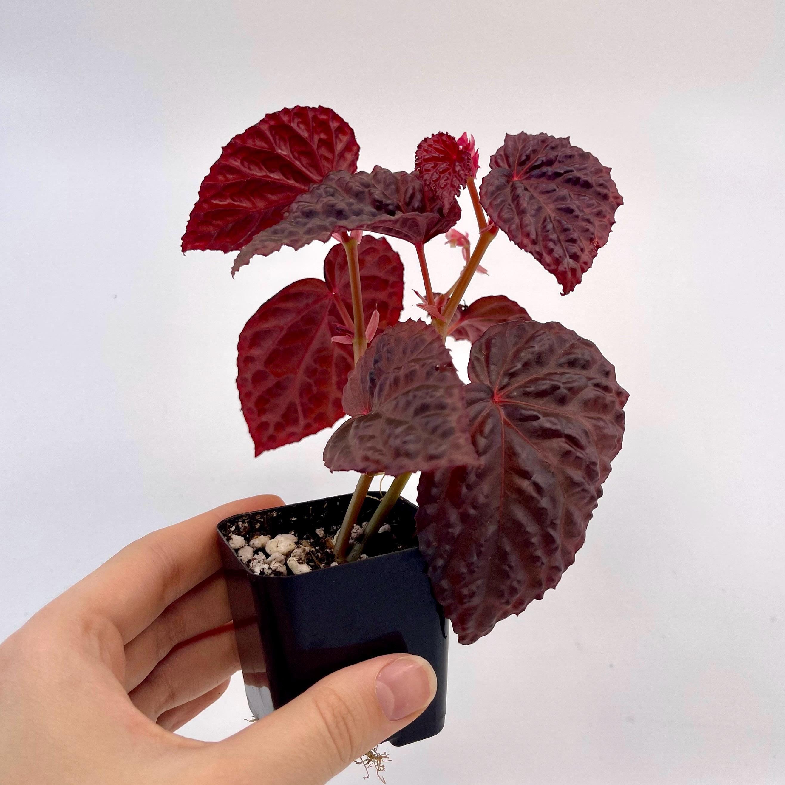 Begonia Botanicaz 115 V.4 Fragrant Blooms