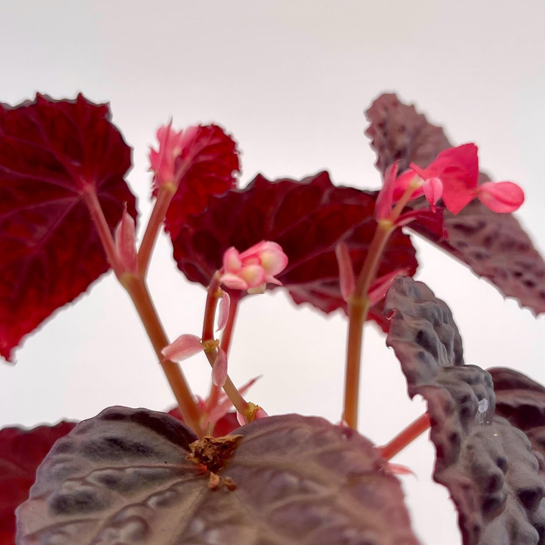 Begonia Botanicaz 115 V.4 Fragrant Blooms