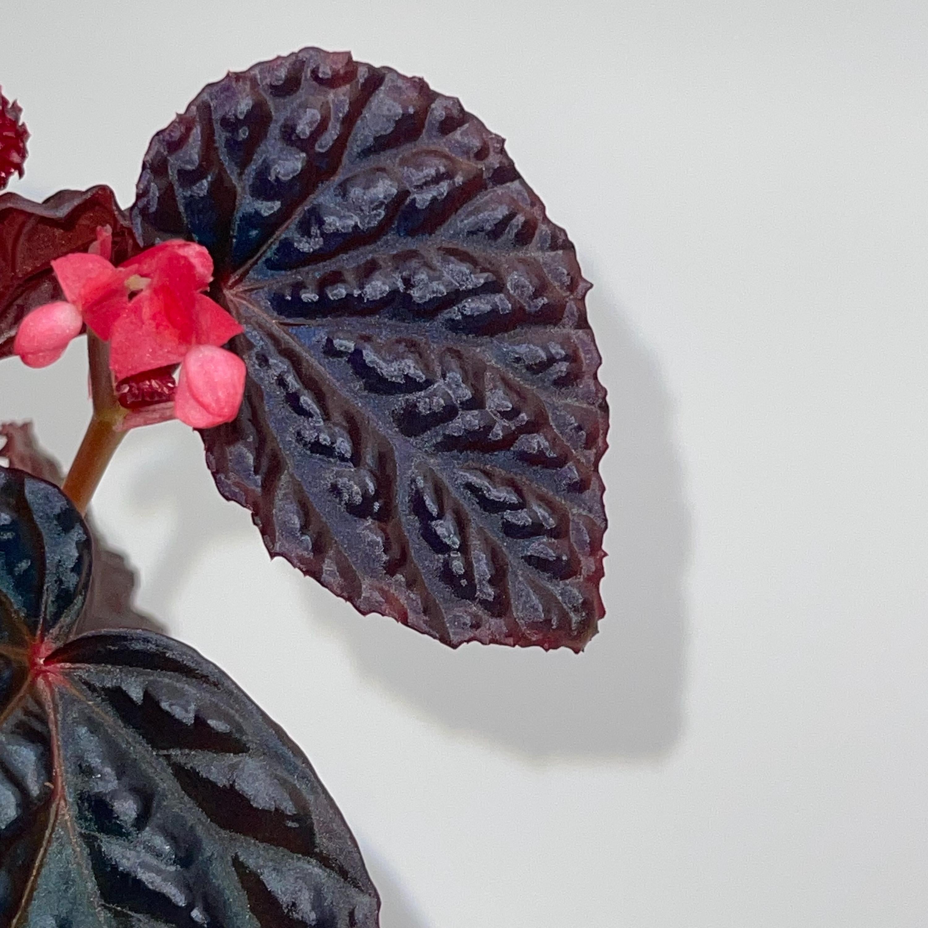 Begonia Botanicaz 115 V.4 Fragrant Blooms