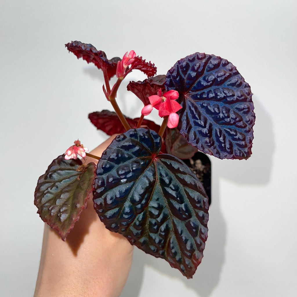 Begonia Botanicaz 115 V.4 Fragrant Blooms