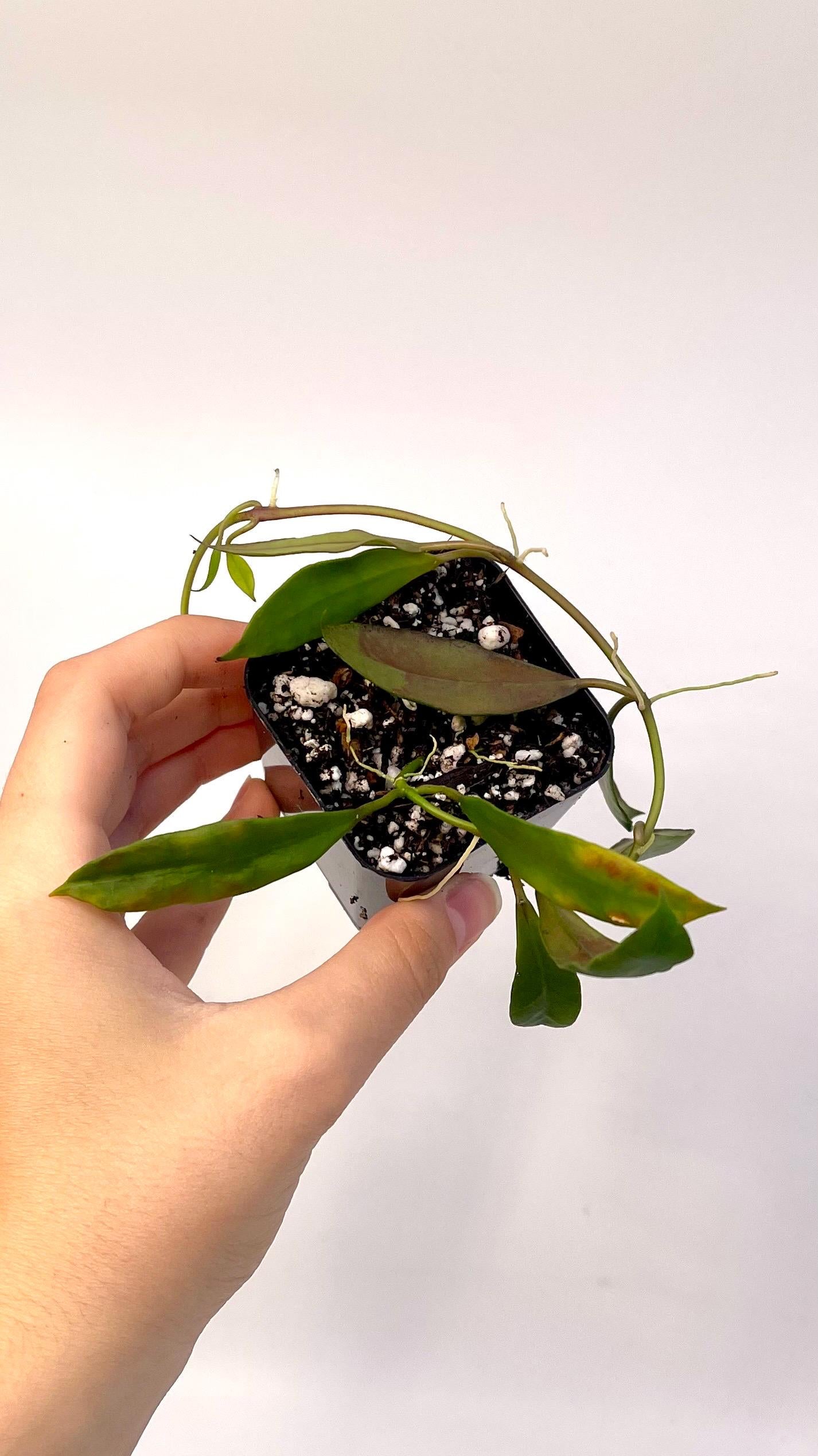 Reverted Hoya sp. walliniana Variegata. (Can acclimate to house conditions)