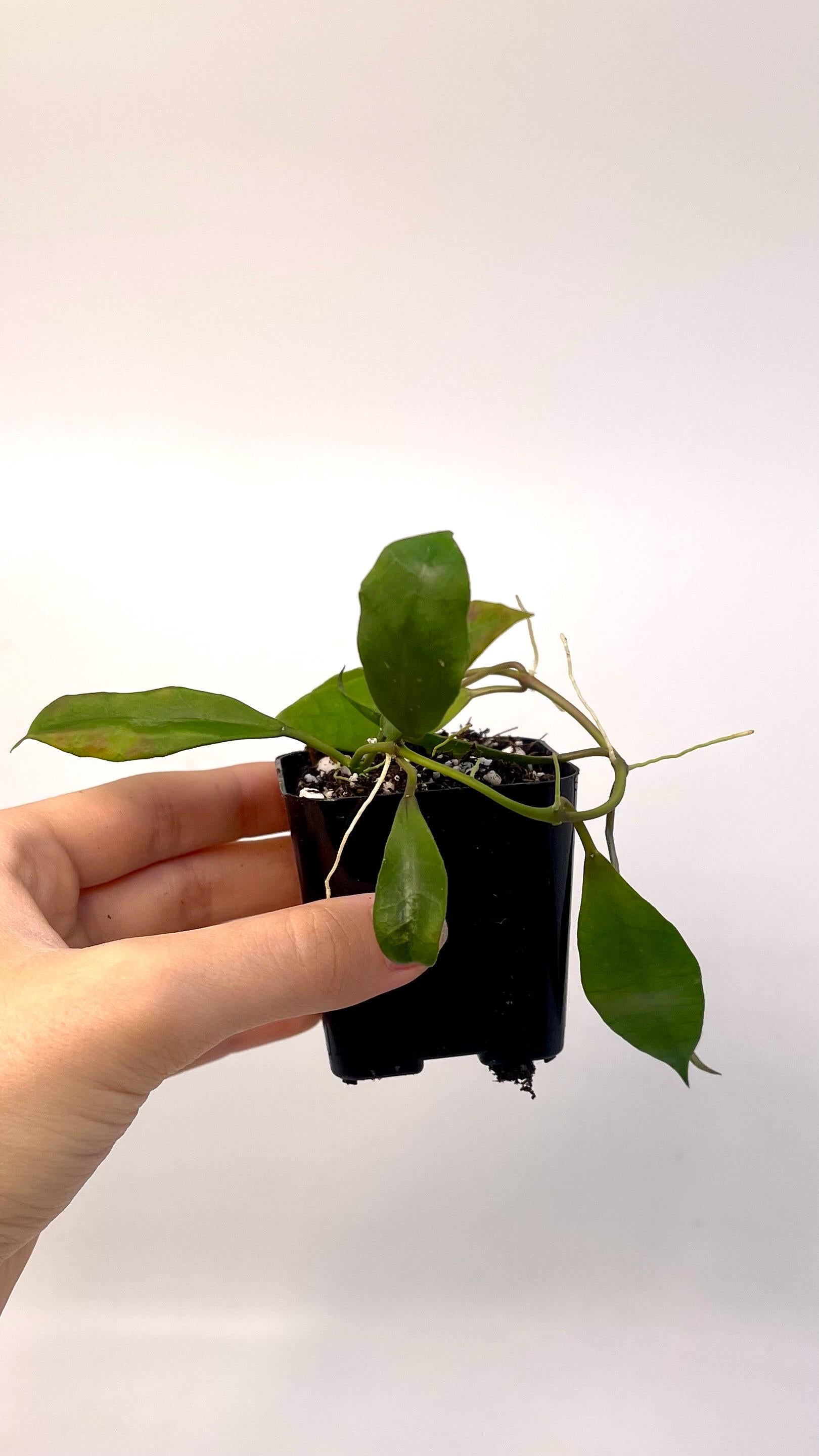 Reverted Hoya sp. walliniana Variegata. (Can acclimate to house conditions)