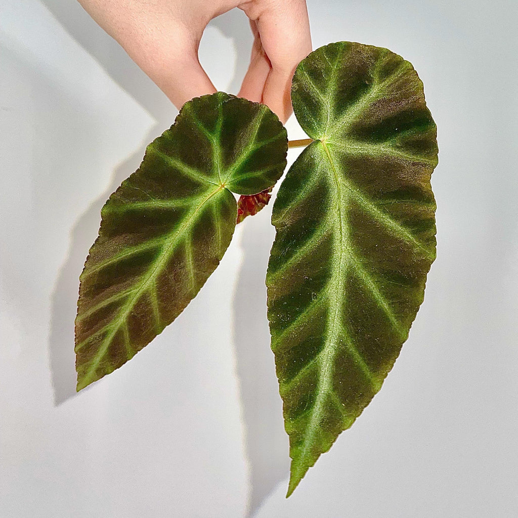 TOP CUTTING Begonia Grey Feather (Can acclimate to house conditions)