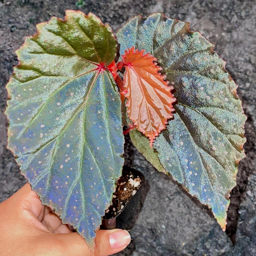 Begonia Botanicaz 109 V.2