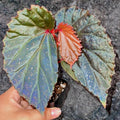 Begonia Botanicaz 109 V.2